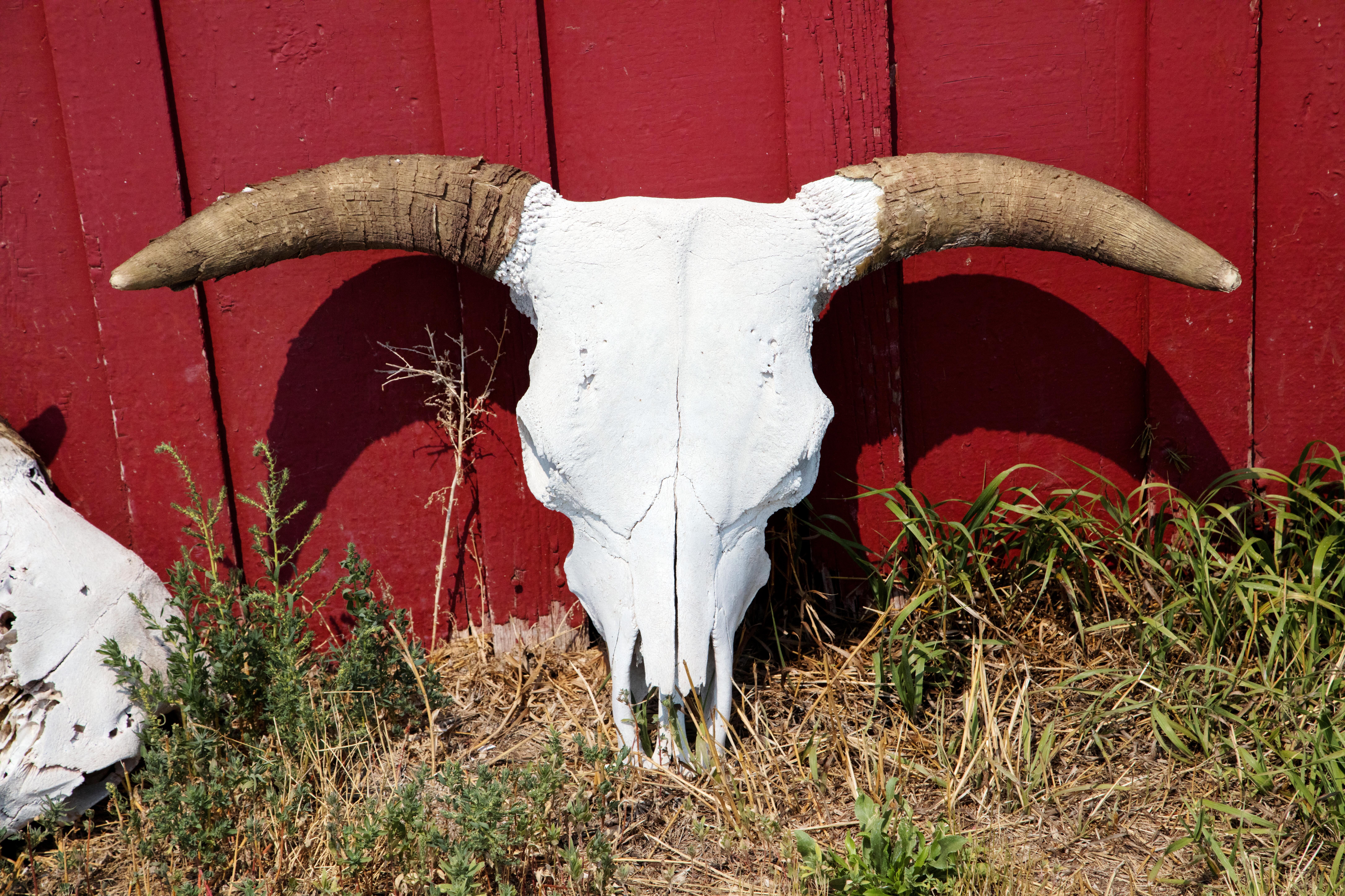 nature, wall, no people, animal skull, wall - building feature, herbivorous, animal, sundance, usa, cattle, skull, animal wildlife, horns, wyoming, cow, HD Wallpaper