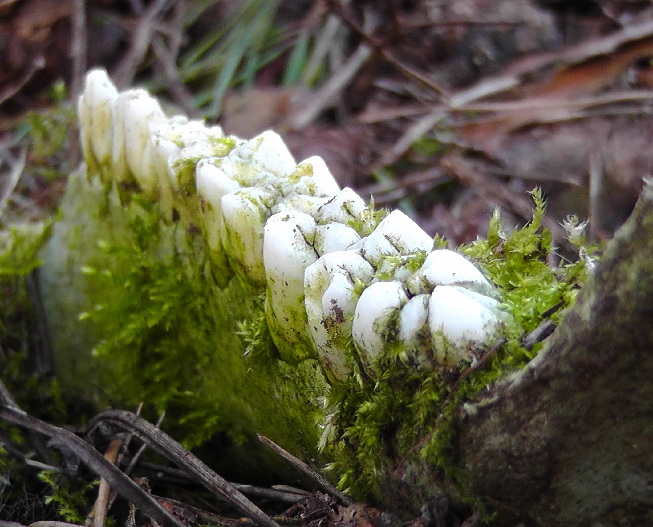 skeleton, land, pine, tree trunk, selective focus, animal, moss, fungus, bone, lichen, skull bone, green color, toadstool, close, nature, tooth, beauty in nature, HD Wallpaper
