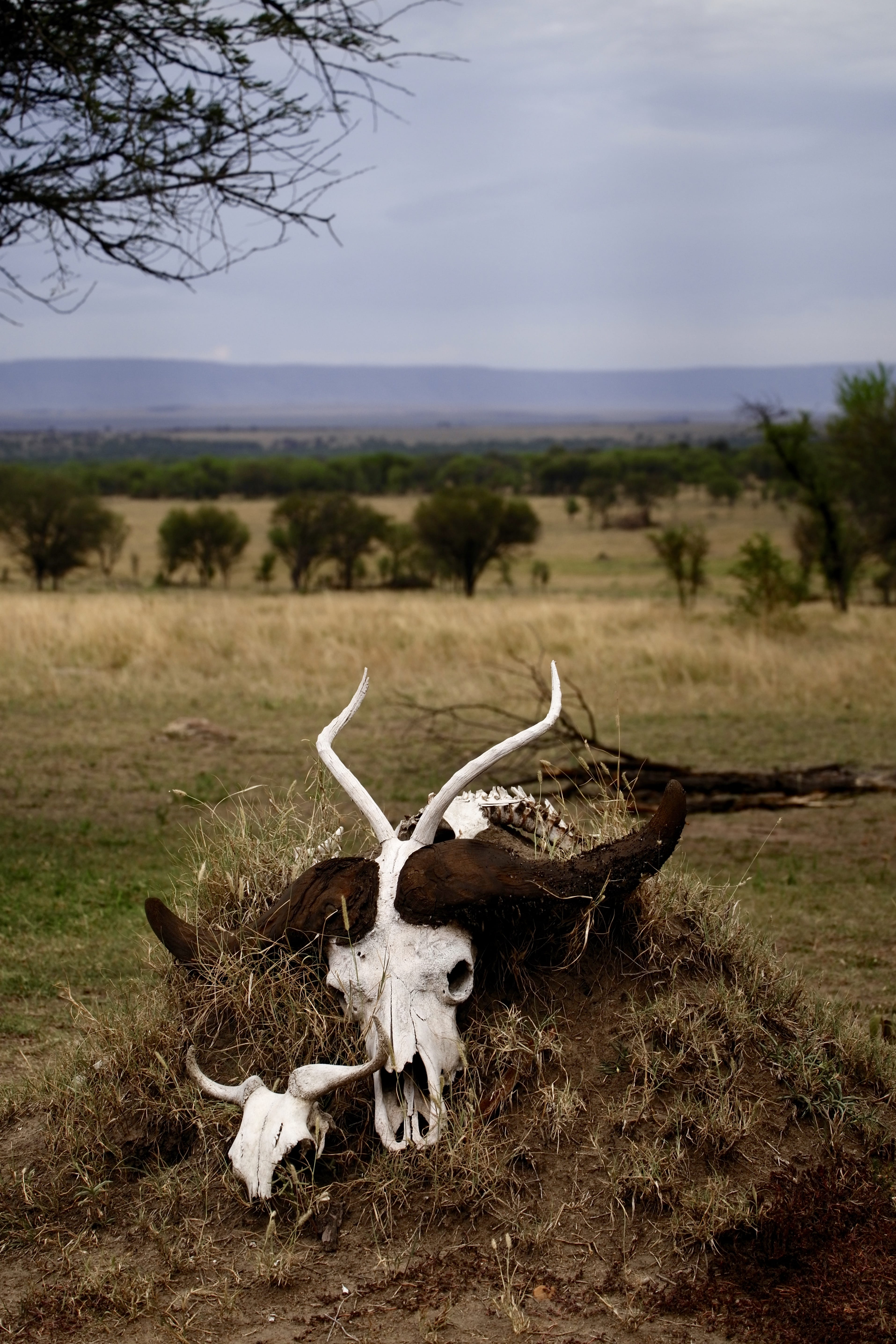 longhorn, horn, landscape, arusha, wildlife, closeup, skull, field, skeleton, focus on foreground, serengeti national park, domestic animals, white, serengeti, Phone HD Wallpaper