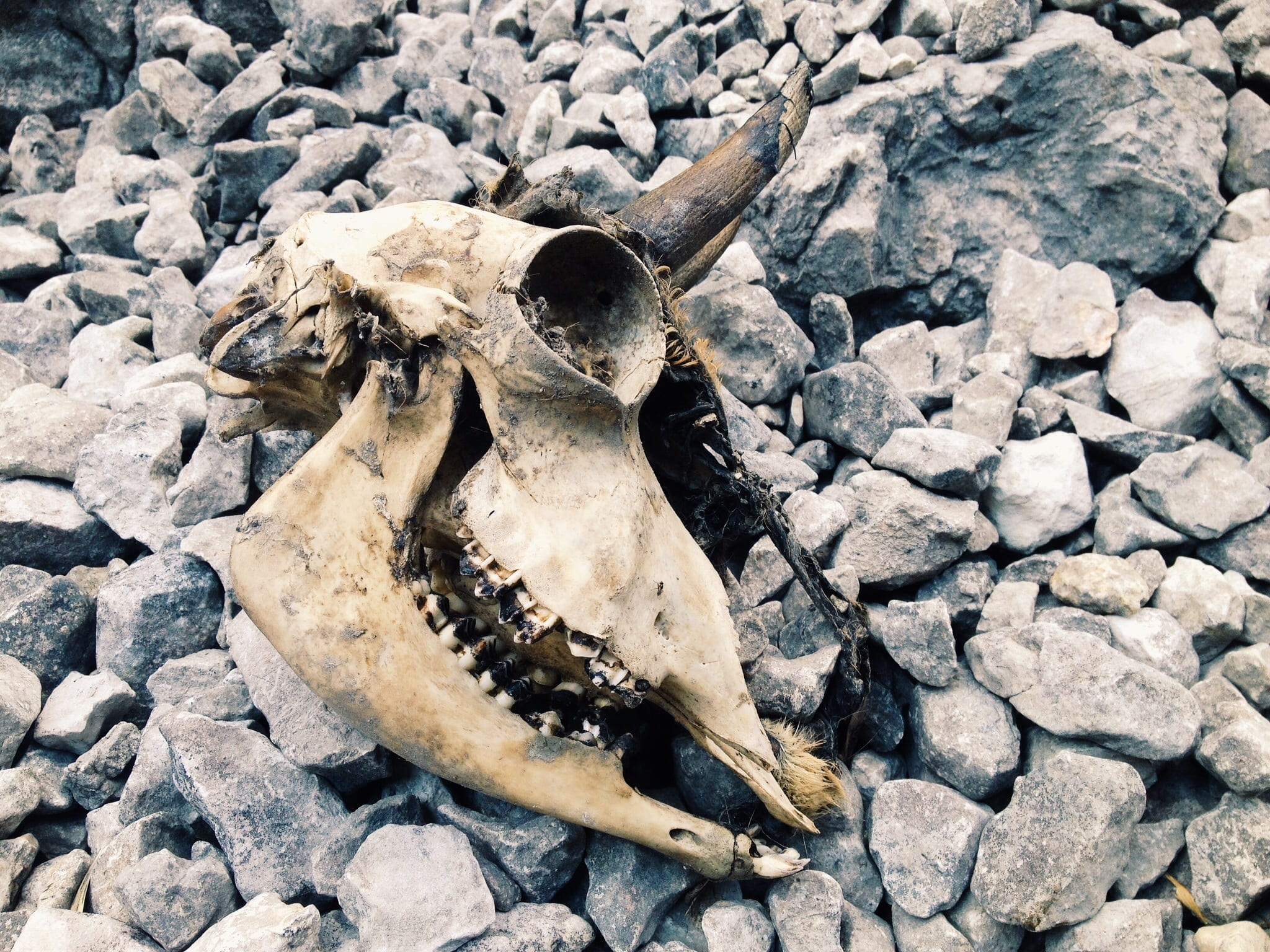 skull, animal wildlife, animal themes, high angle view, animal body part, animal bone, no people, rock, land, bone, rock - object, anatomy, 1080P, close-up, HD Wallpaper