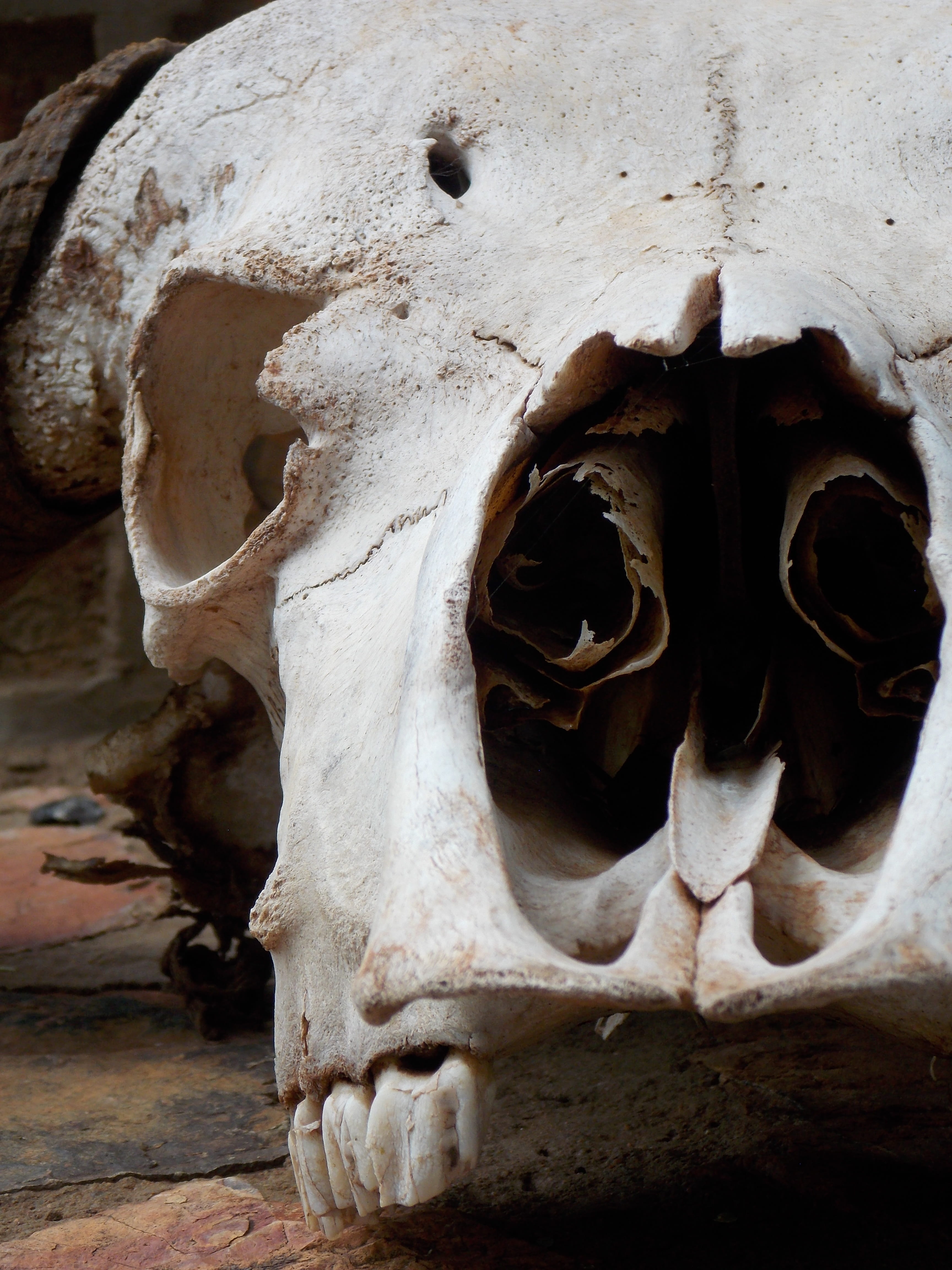 death, White, big five, wall - building feature, no people, day, human Skull, horn, the past, dead, indoors, 4K, spirituality, art and craft, human Face, Phone HD Wallpaper