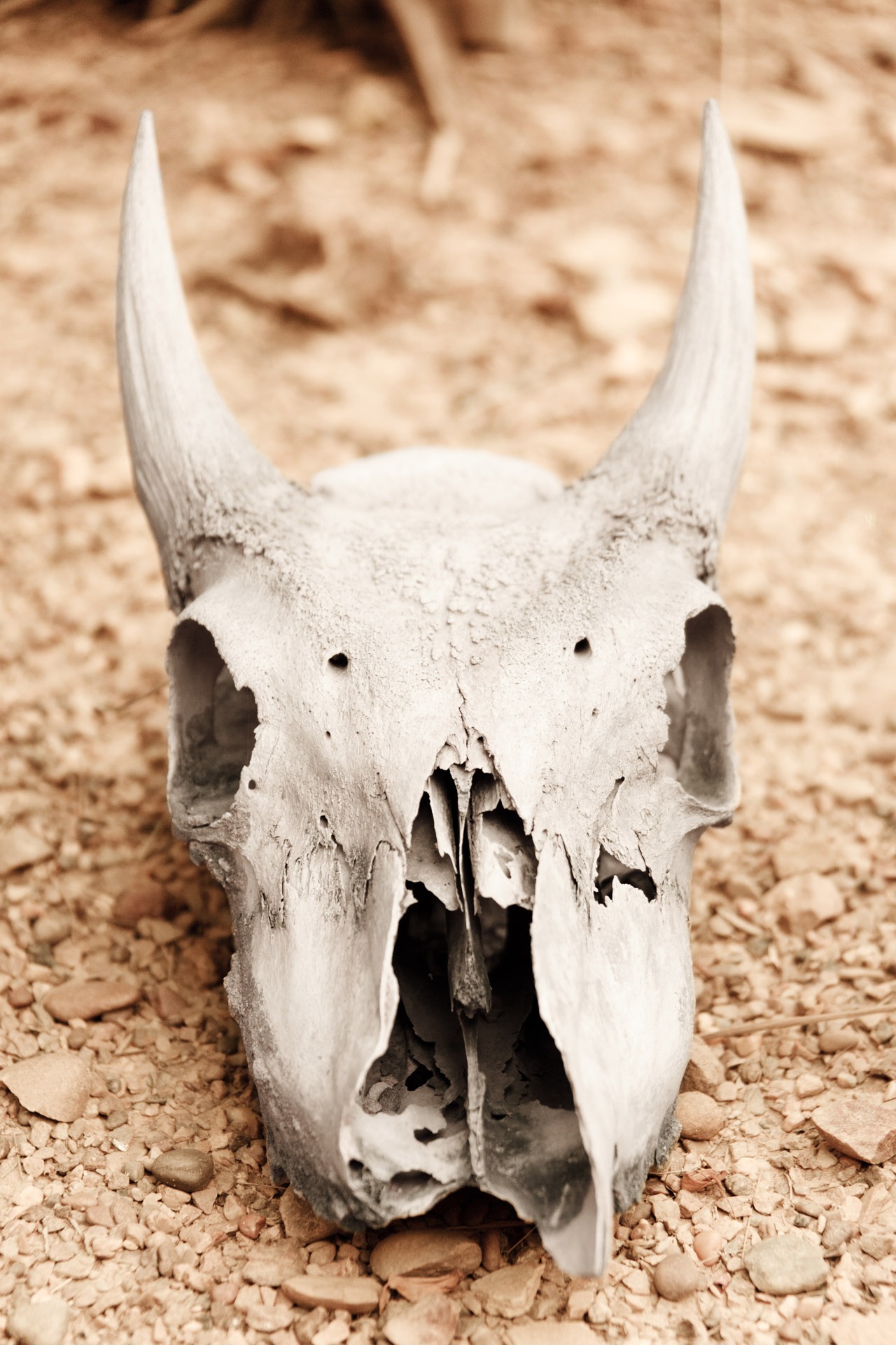 animal themes, day, one animal, dead, animal skeleton, animal bone, no people, animal head, skull, beige, heat, animal skull, drought, animal, bone, land, Phone HD Wallpaper