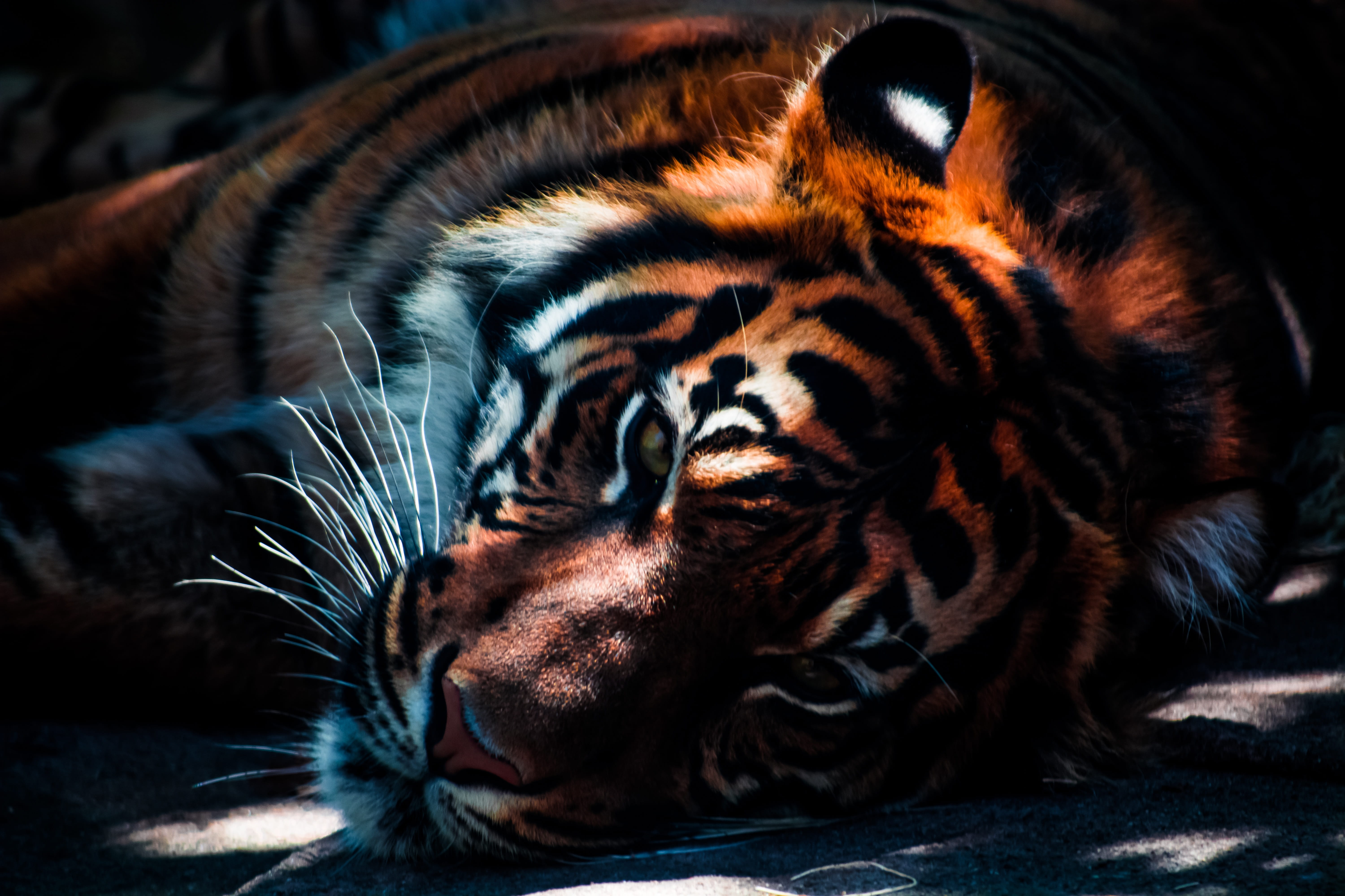 resting, no people, predator, mammal, dangerous, ground, one animal, tiger, lying down, cat, orange, domestic animals, animals in the wild, 5K, animal themes, HD Wallpaper