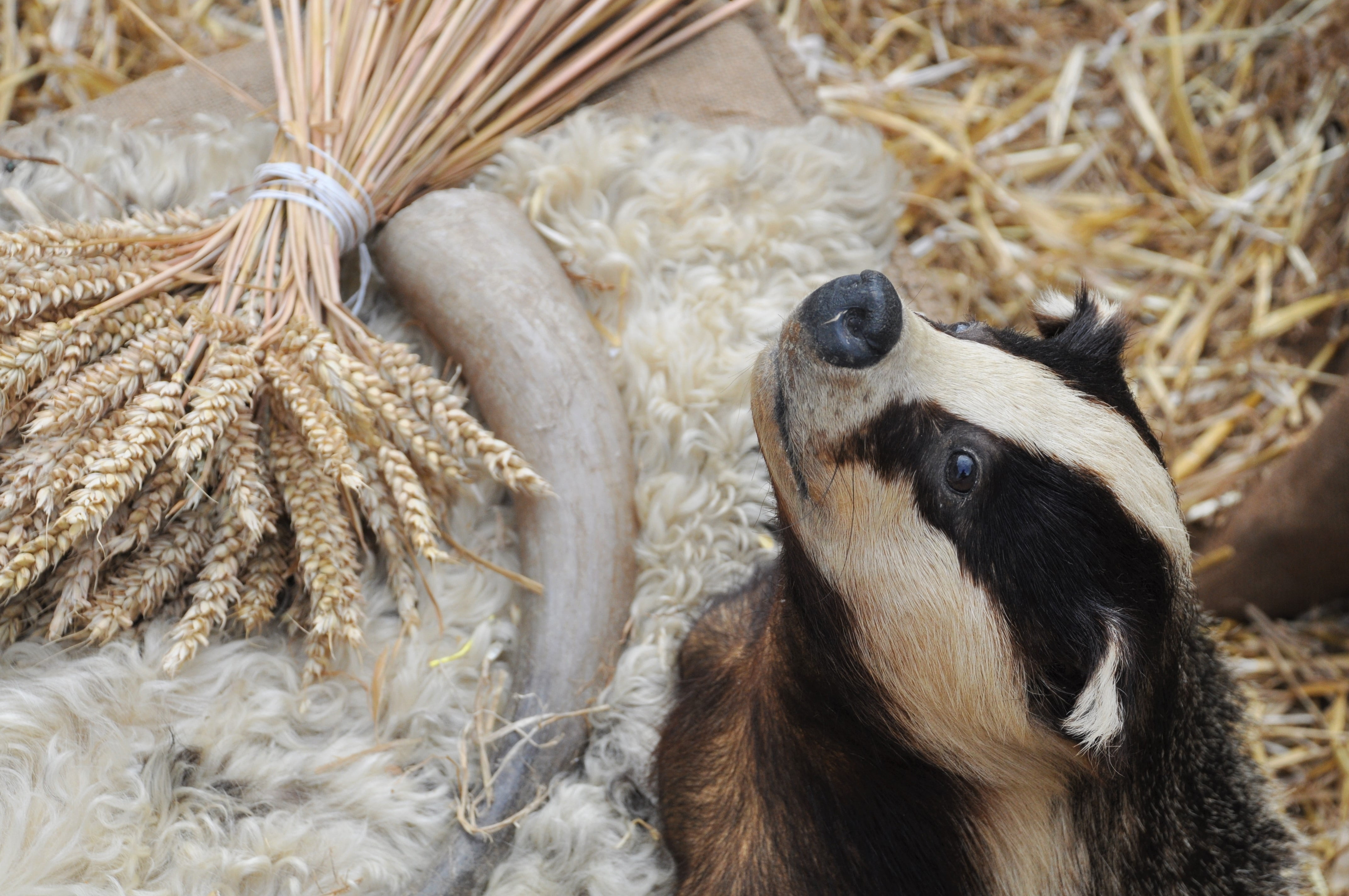 high angle view, hay, brown, farm, mammal, field, animals in the wild, close-up, looking away, taxidermy, medieval festival, vertebrate, looking, nature, HD Wallpaper