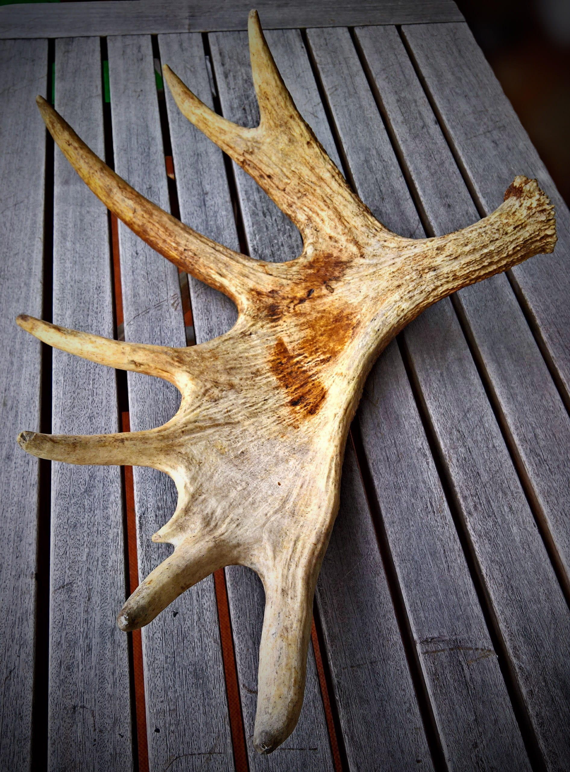 moose antler, animal wildlife, symbol, close-up, decoration, elchschaufel, hunting, one animal, wall - building feature, brown, animals in the wild, sweden, Phone HD Wallpaper