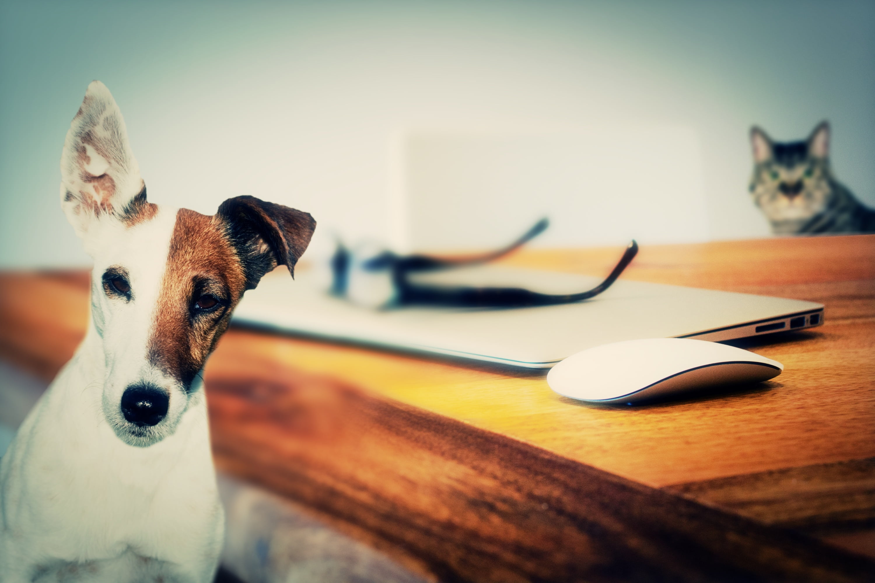 adult, domestic animals, russell, indoors, close-up, canine, focus on foreground, portrait, domestic, domestic cat, dog, table, furniture, taxidermy, no people, HD Wallpaper