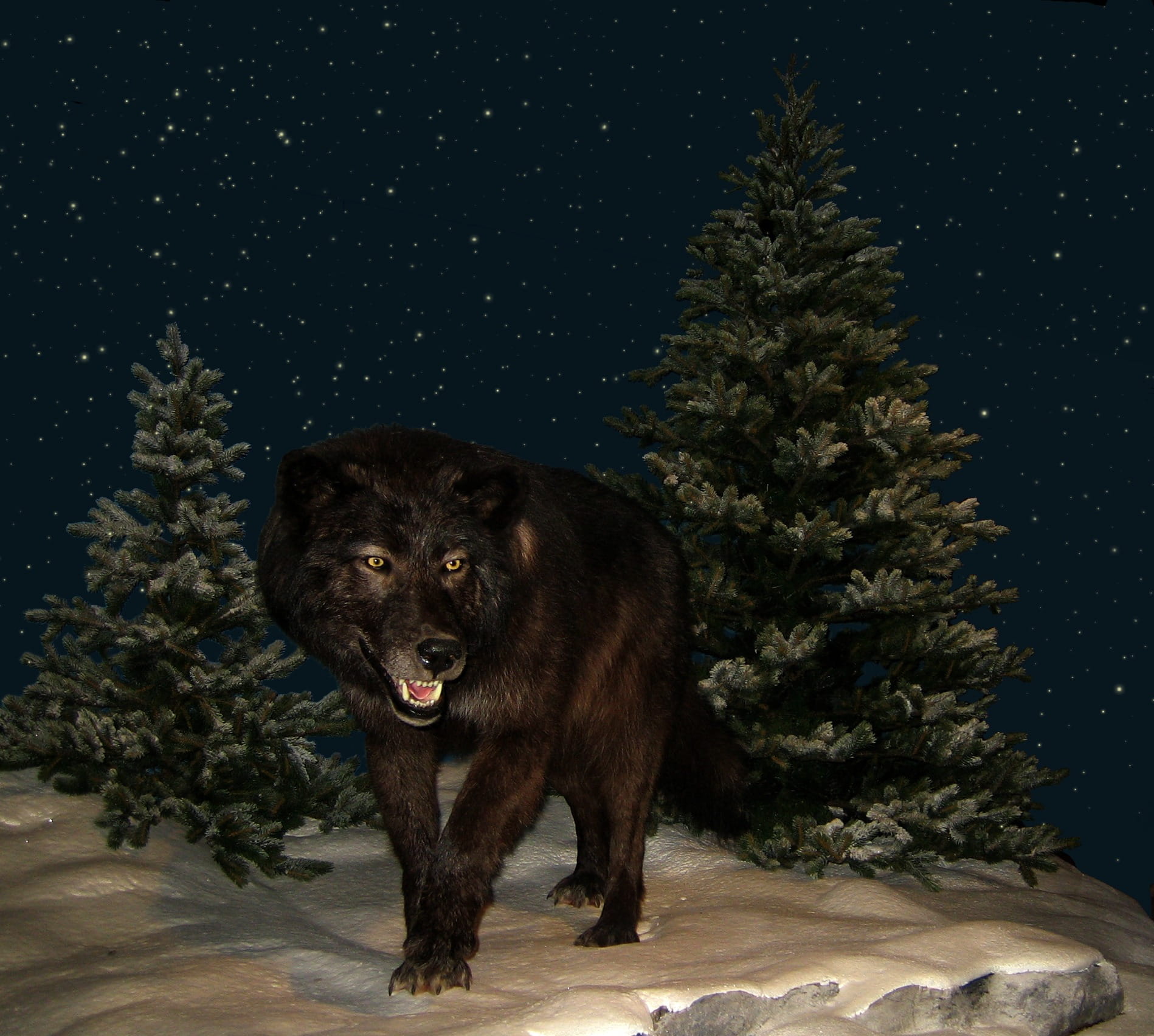 canada, Stars, portrait, starry, sky, predator, mouth open, black, canine, one animal, night sky, animal wildlife, illustration, 720P, snow, dangerous, HD Wallpaper