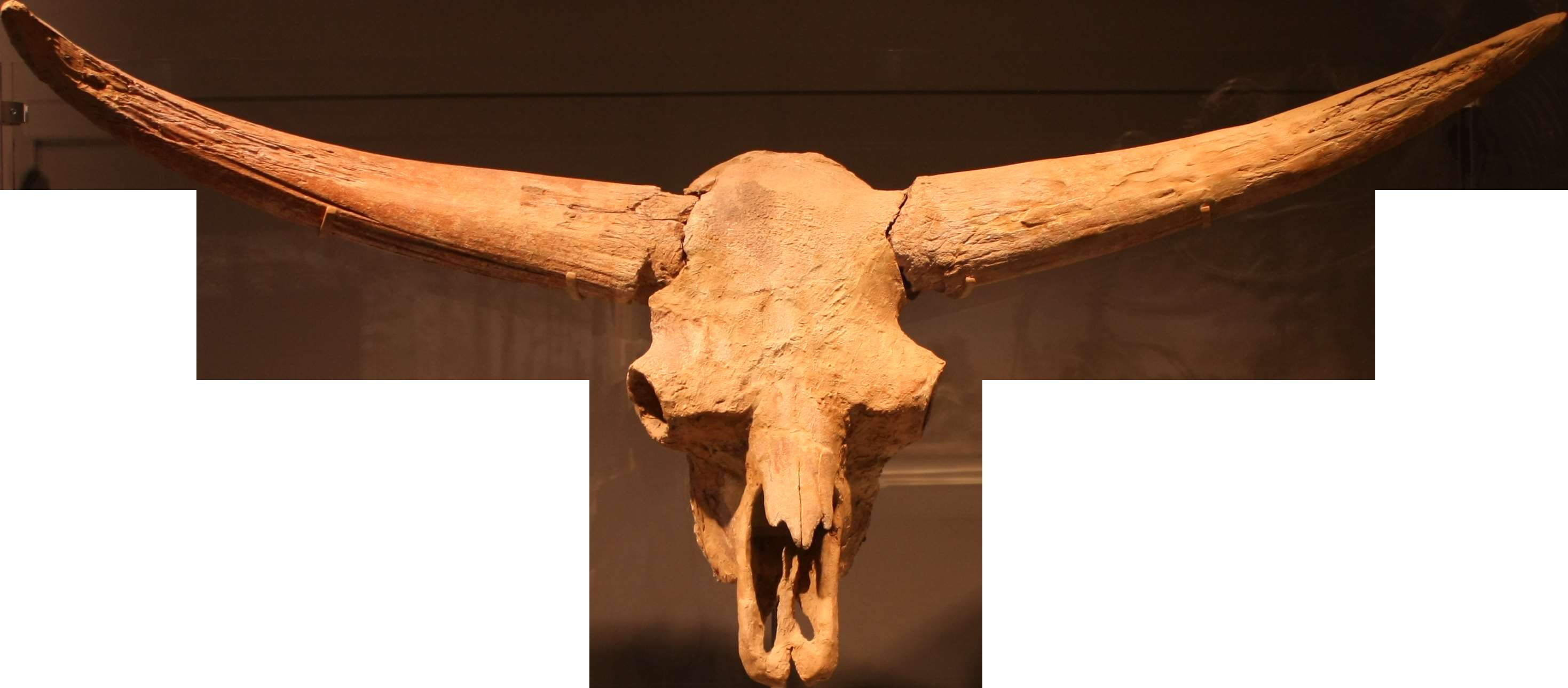 animal body part, bone, jessica magnus rockeman, ice age, horned, nature, biology, paleontology, mammal, indoors, no people, north dakota, animal themes, HD Wallpaper