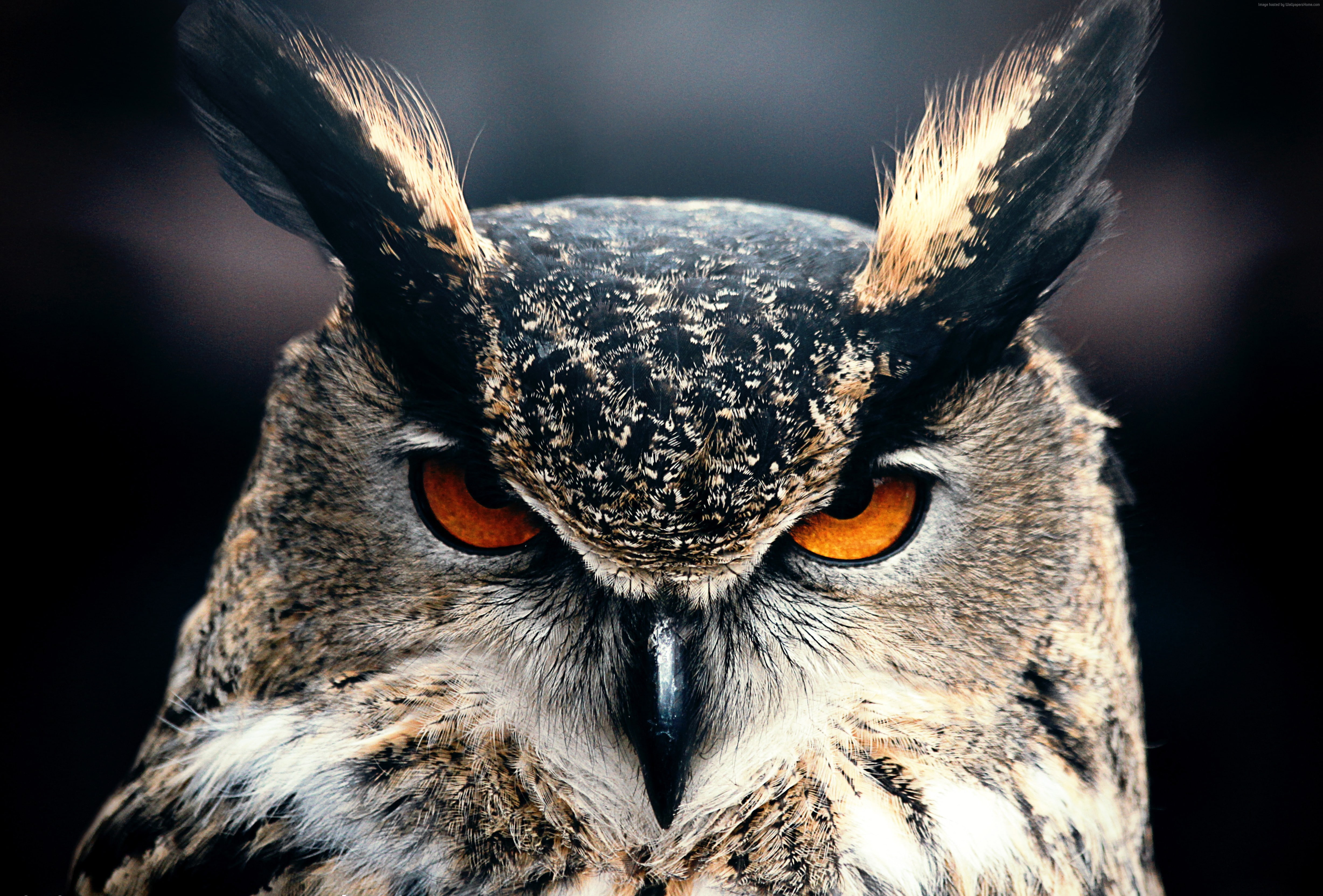 bird of prey, one animal, animal head, 5k, close-up, beak, no people, eye, hd, animals in the wild, vertebrate, taxidermy, animal nose, animal body part, HD Wallpaper