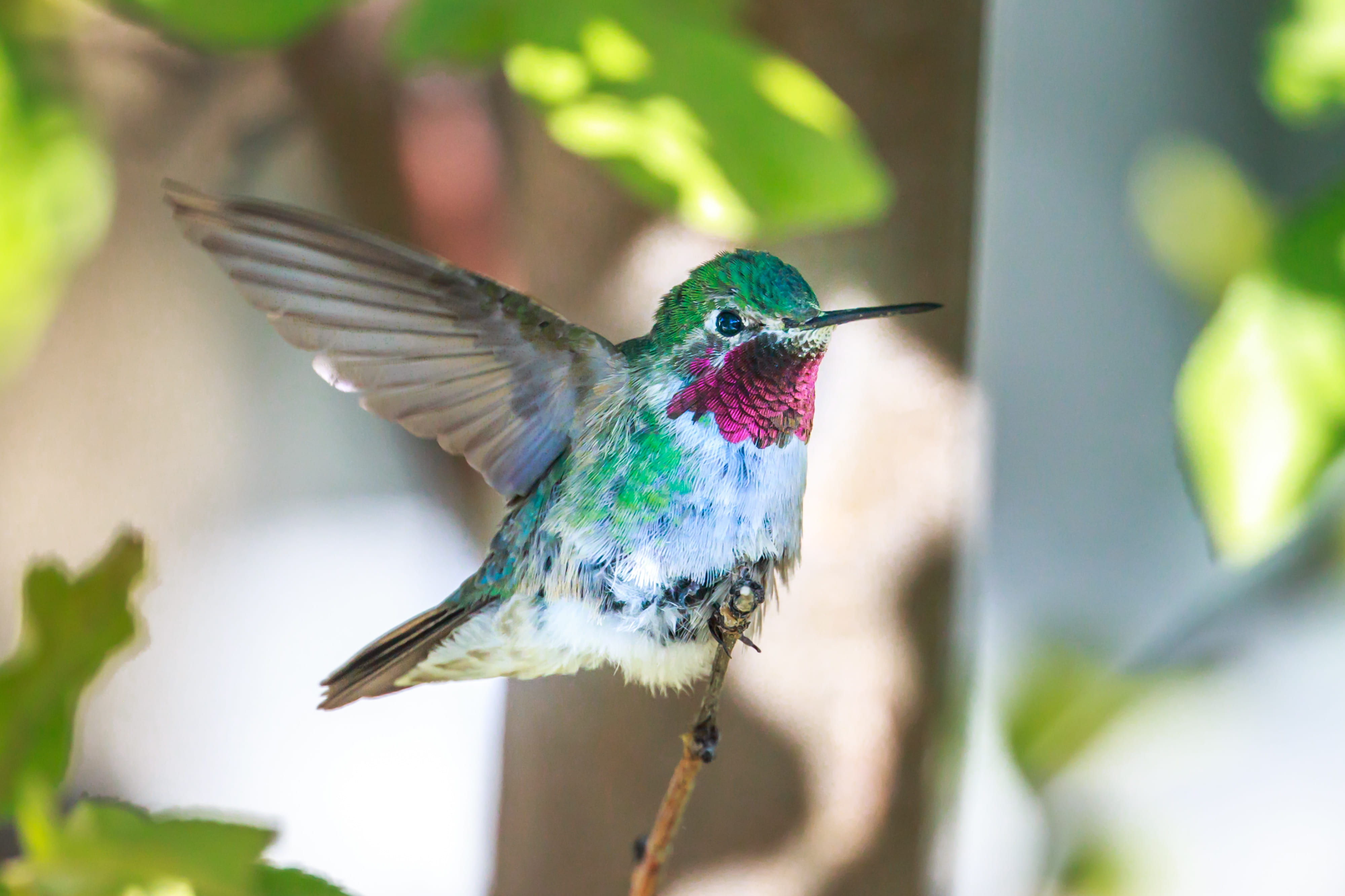 tropical rainforest, animal themes, multi colored, no people, motion, white, spread wings, bird, flying, gray, outdoors, daytime, animal wildlife, nature, HD Wallpaper
