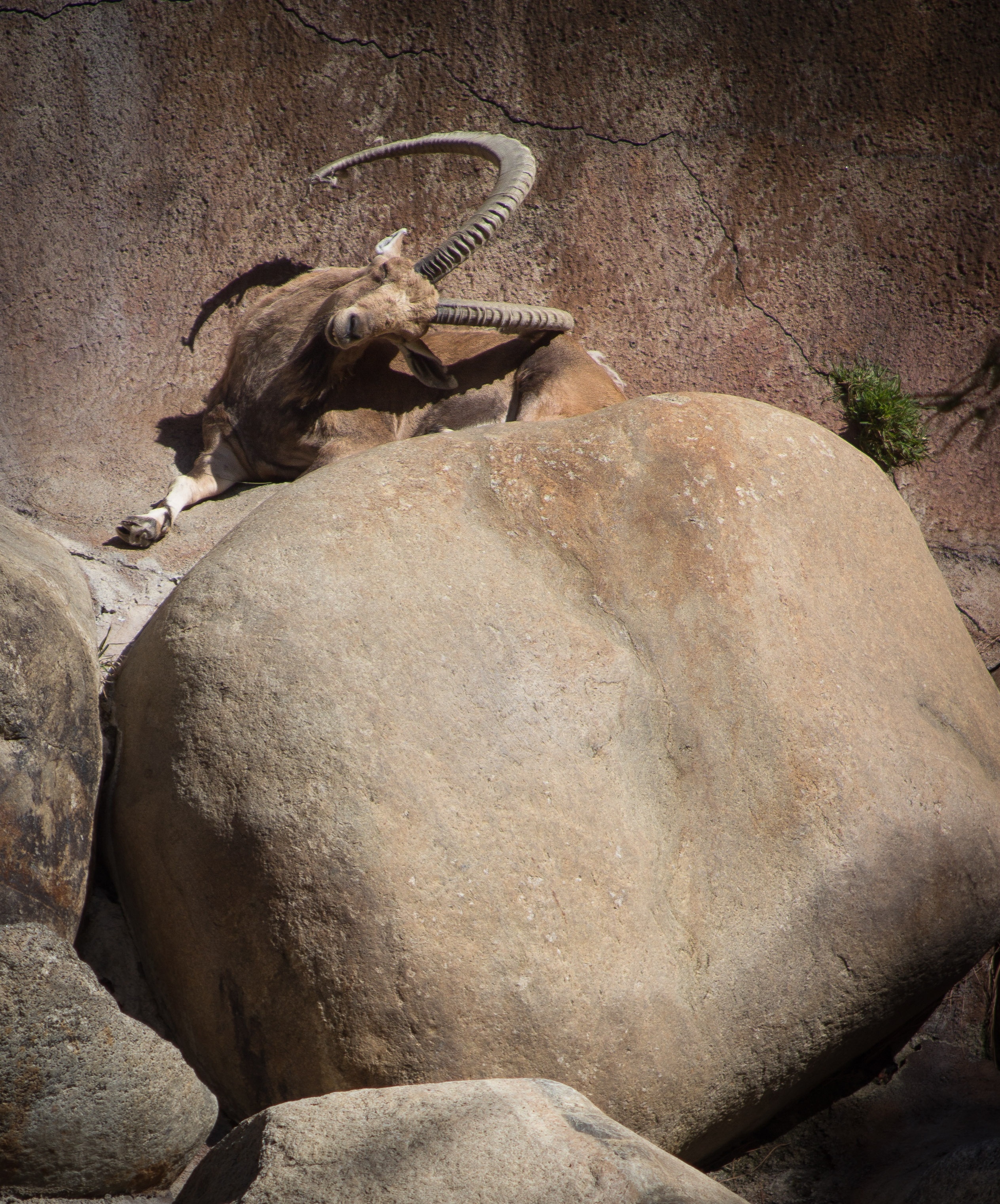 rock, animals in the wild, no people, solid, ram, zoo, rock - object, horns, nature, herbivorous, vertebrate, mountain goat, goat, mammal, horned, animal themes, Phone HD Wallpaper