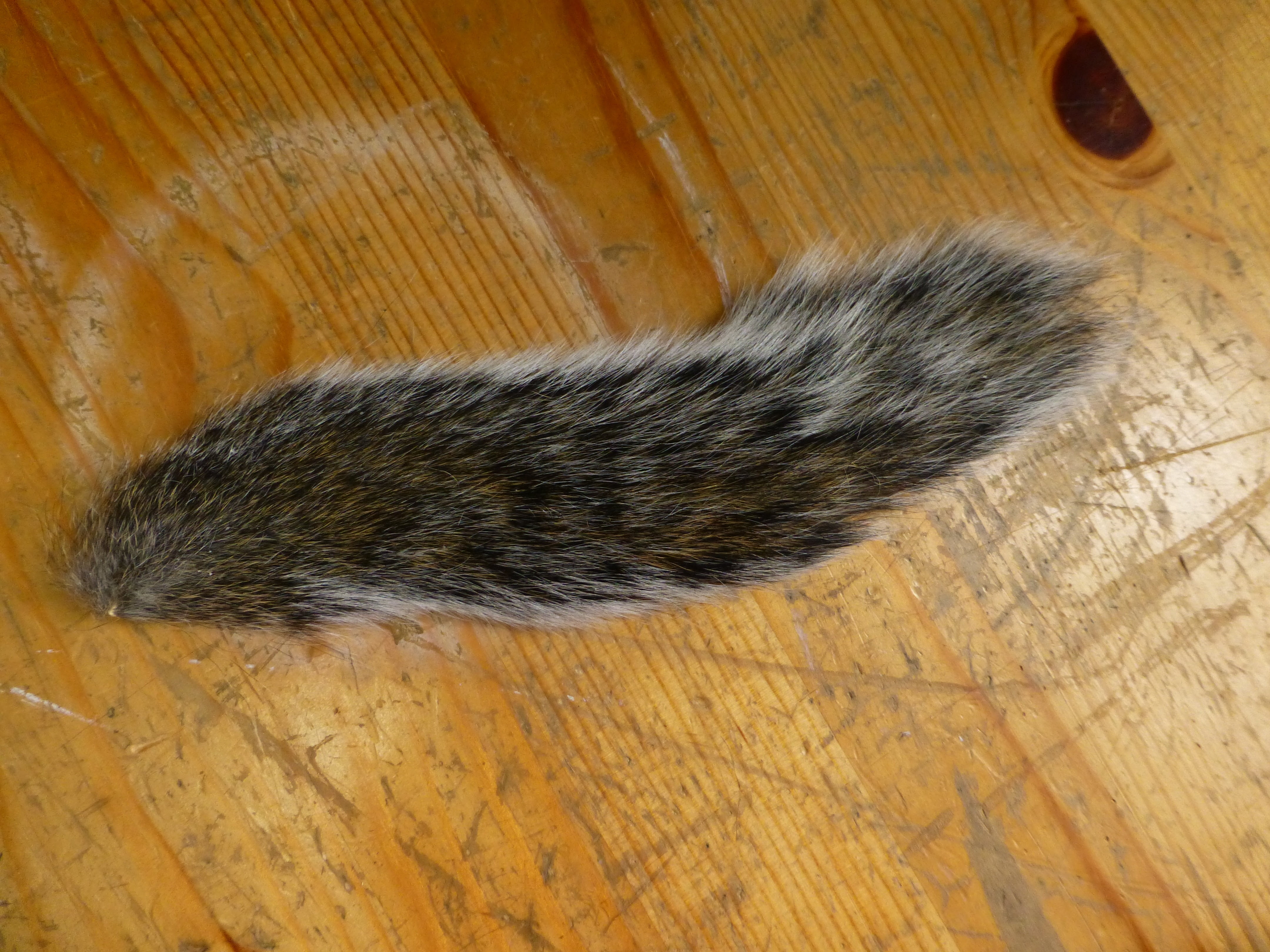 wood - material, fluffy, high angle view, furry, fur, 4K, taxidermy, hardwood floor, one animal, tail, hair, relaxation, feline, indoors, no people, wood, HD Wallpaper