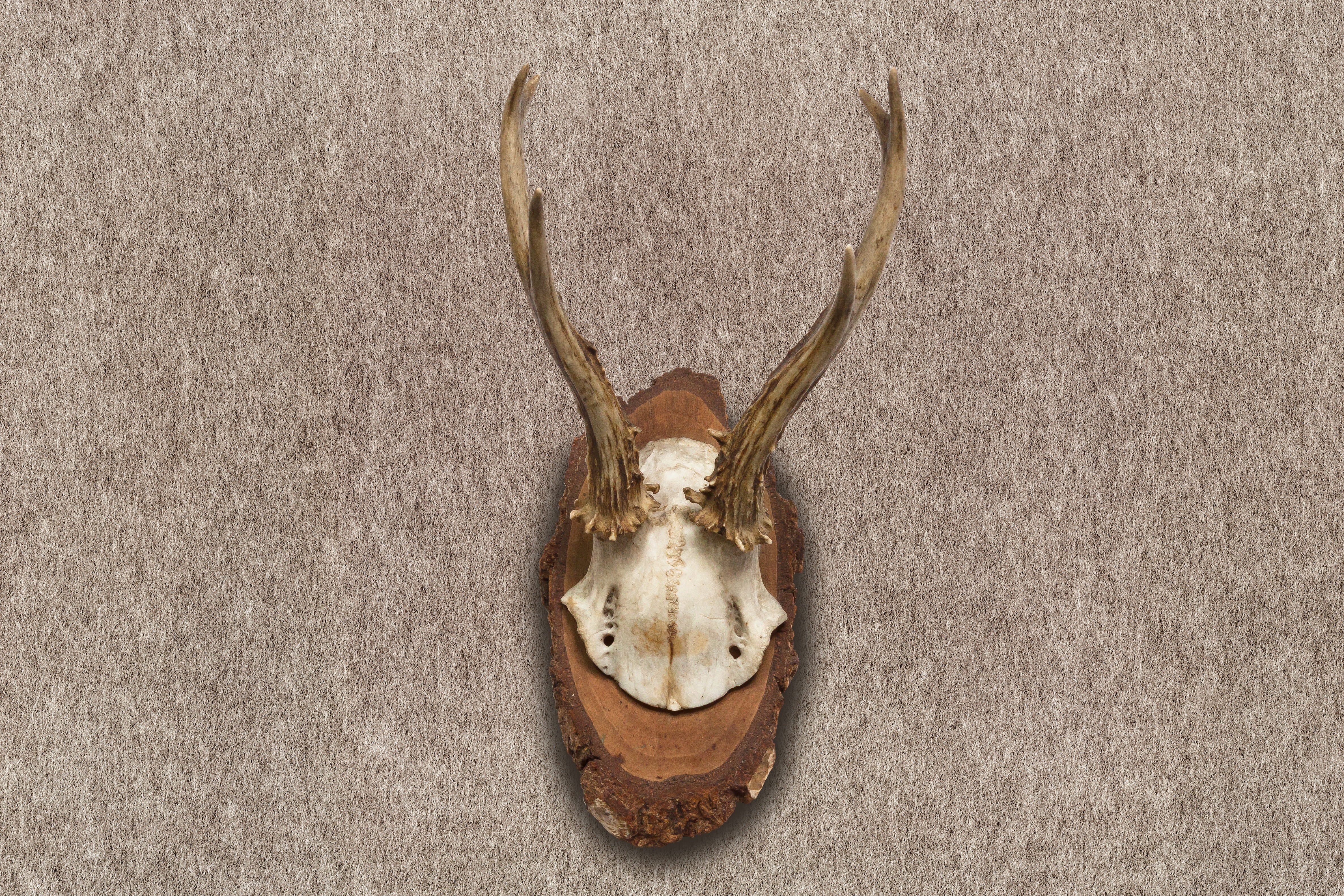 wall decoration, mammal, deer, animal body part, no people, day, hunting trophy, trophy, wall - building feature, hunting, animal skull, award, animal, HD Wallpaper