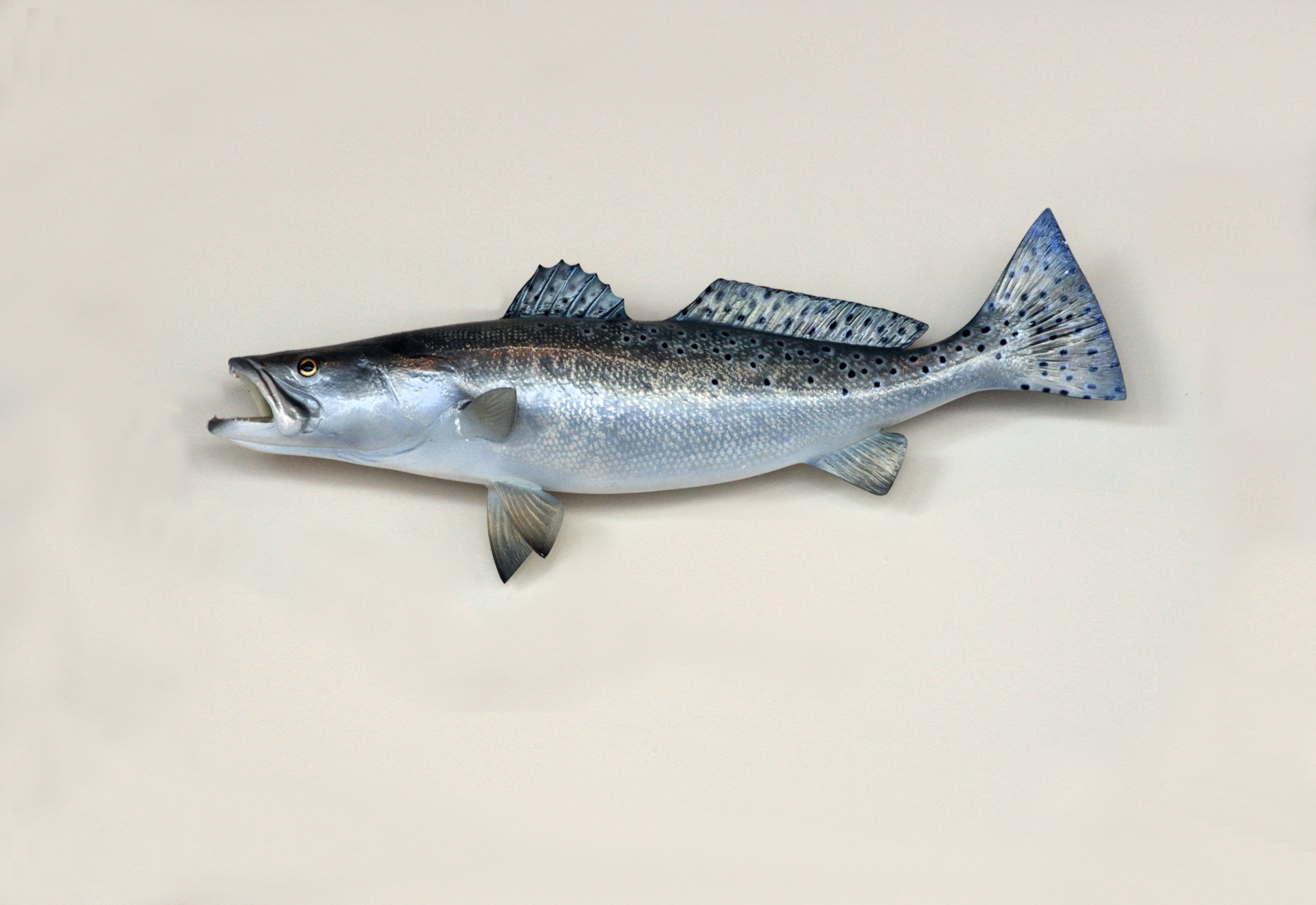 angling, blue, sea trout, taxidermy, vertebrate, copy space, saltwater, seafood, salmon, white background, rod, catch, food and drink, freshness, red, full length, HD Wallpaper