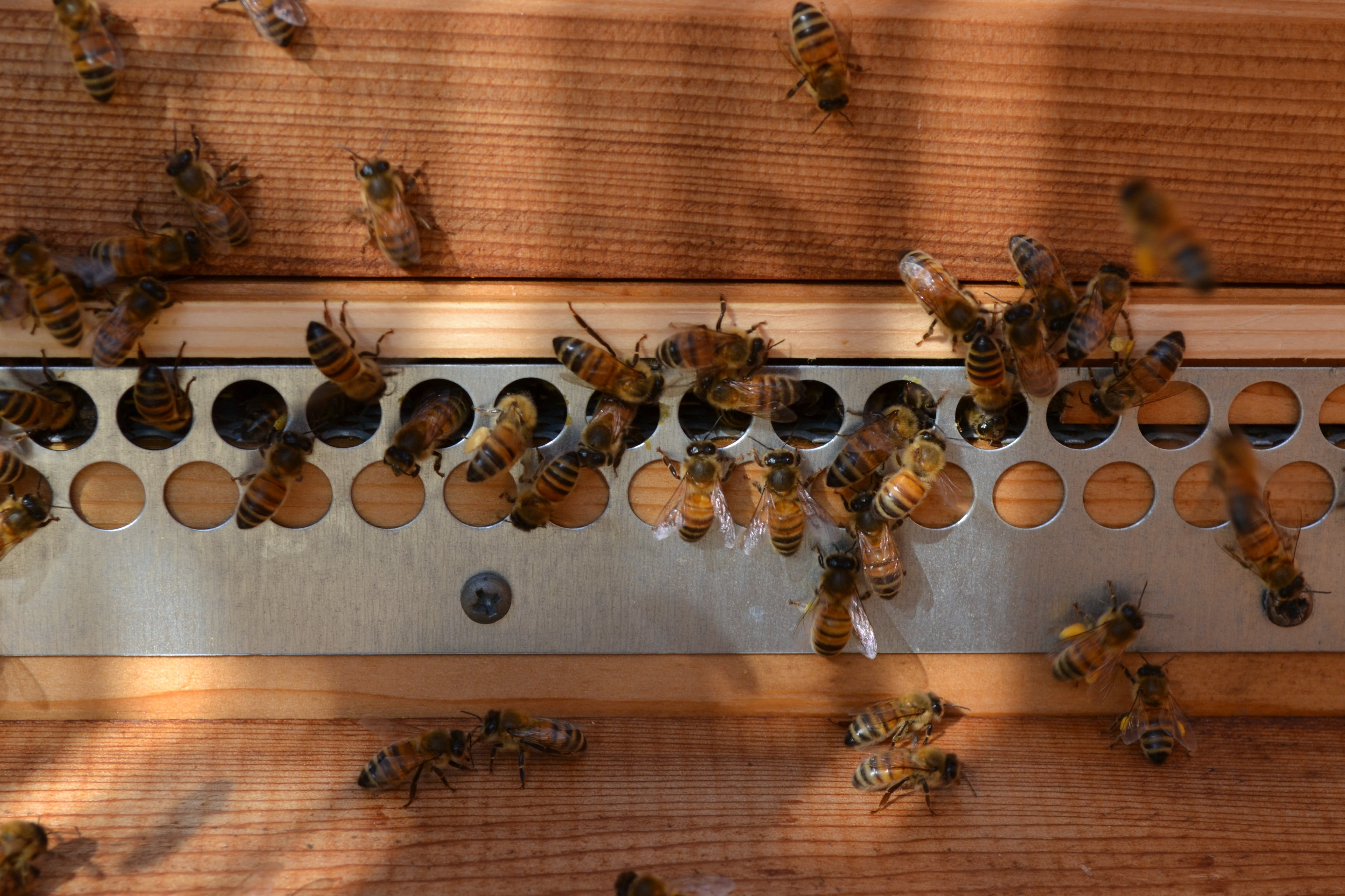 insects, large group of animals, group of animals, nature, animal wildlife, bee, fly, animal themes, dappled, no people, large group of objects, animal representation, HD Wallpaper