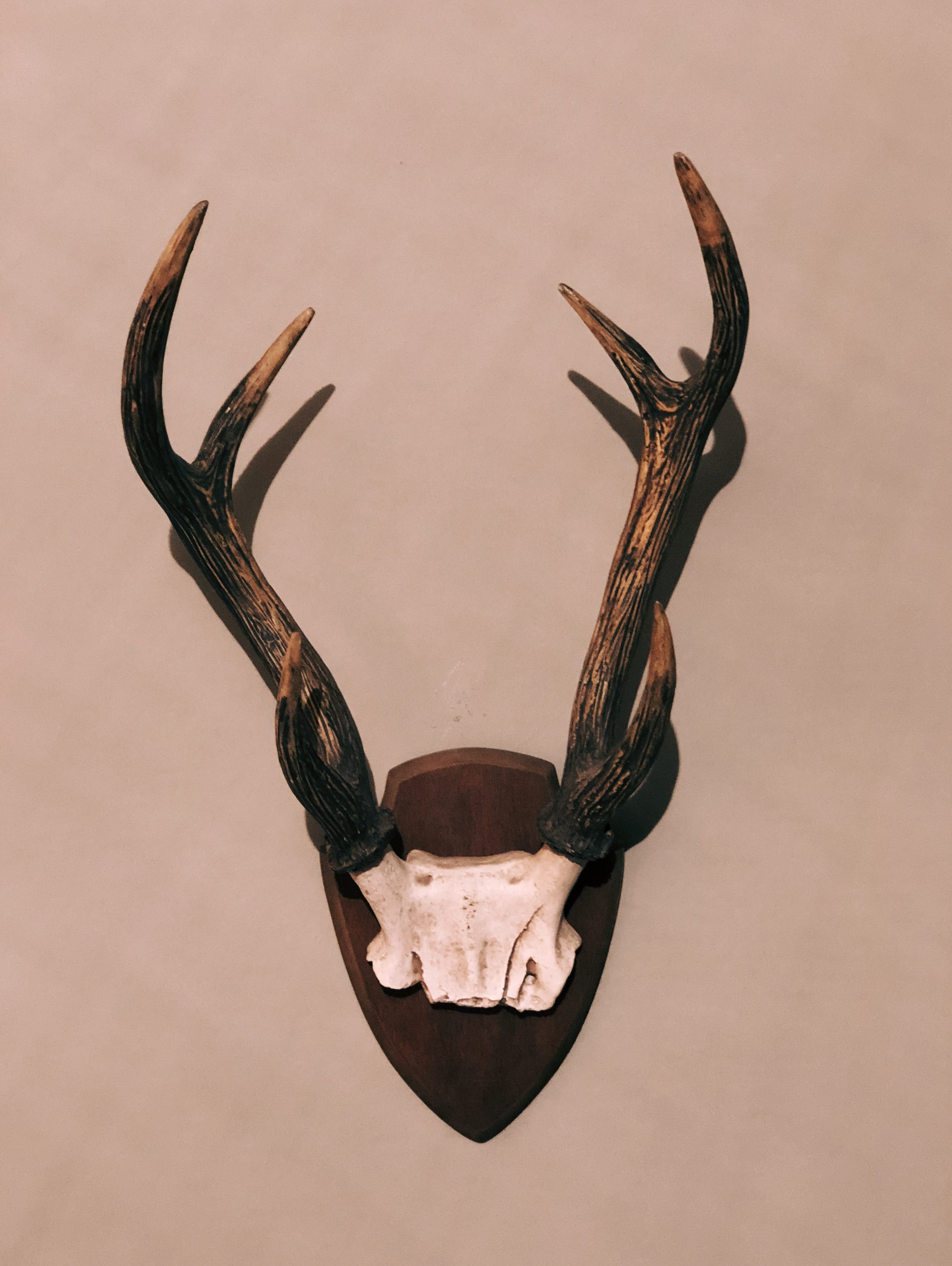 hunting, studio shot, wall - building feature, 4K, single object, antler, close-up, deer, animal wildlife, animal body part, horned, animal themes, brown, Phone HD Wallpaper