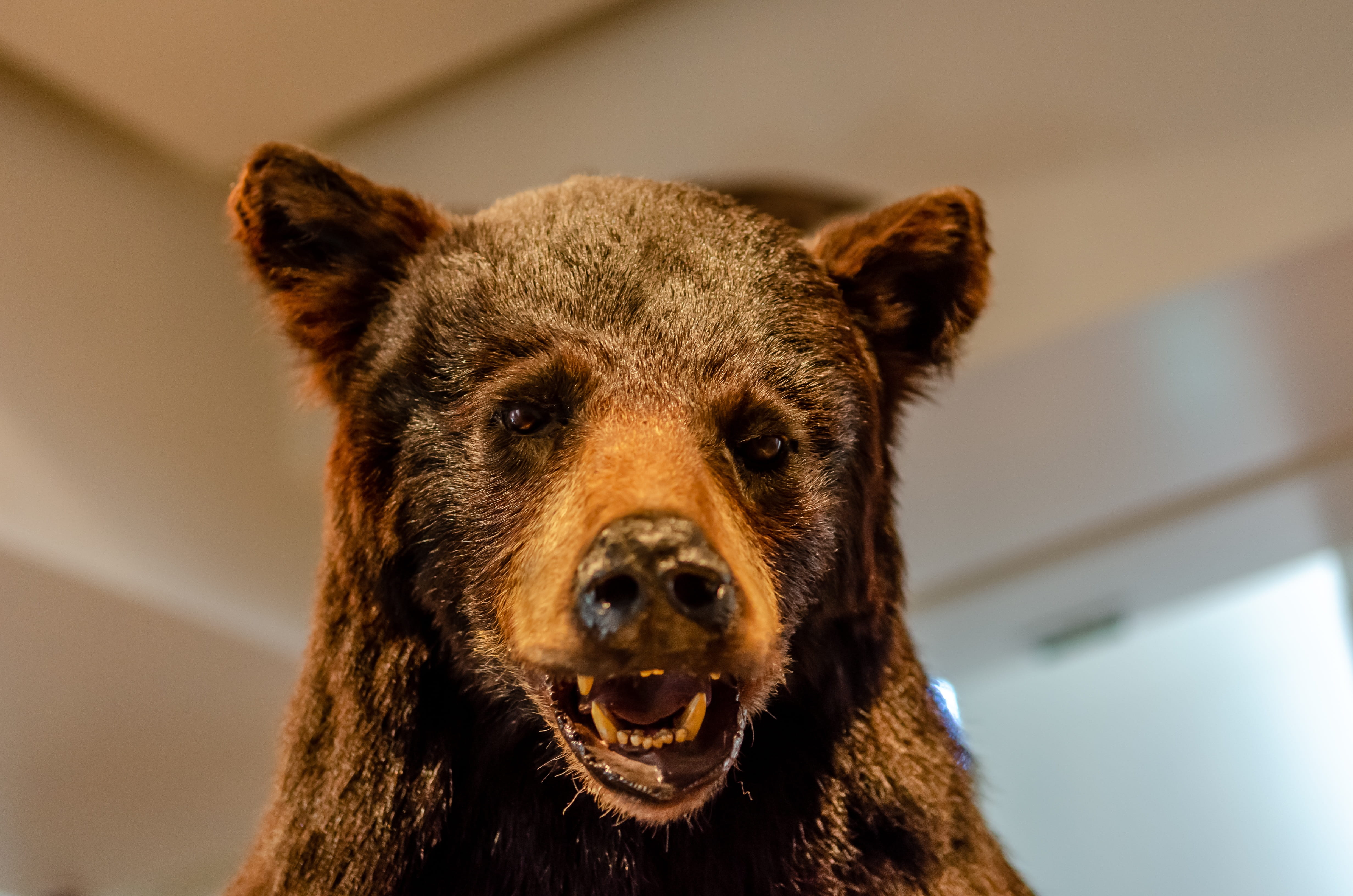 day, close-up, animals in the wild, animal themes, head, wild, brown, indoors, vertebrate, fur, looking at camera, animal, bear, no people, animal wildlife, HD Wallpaper