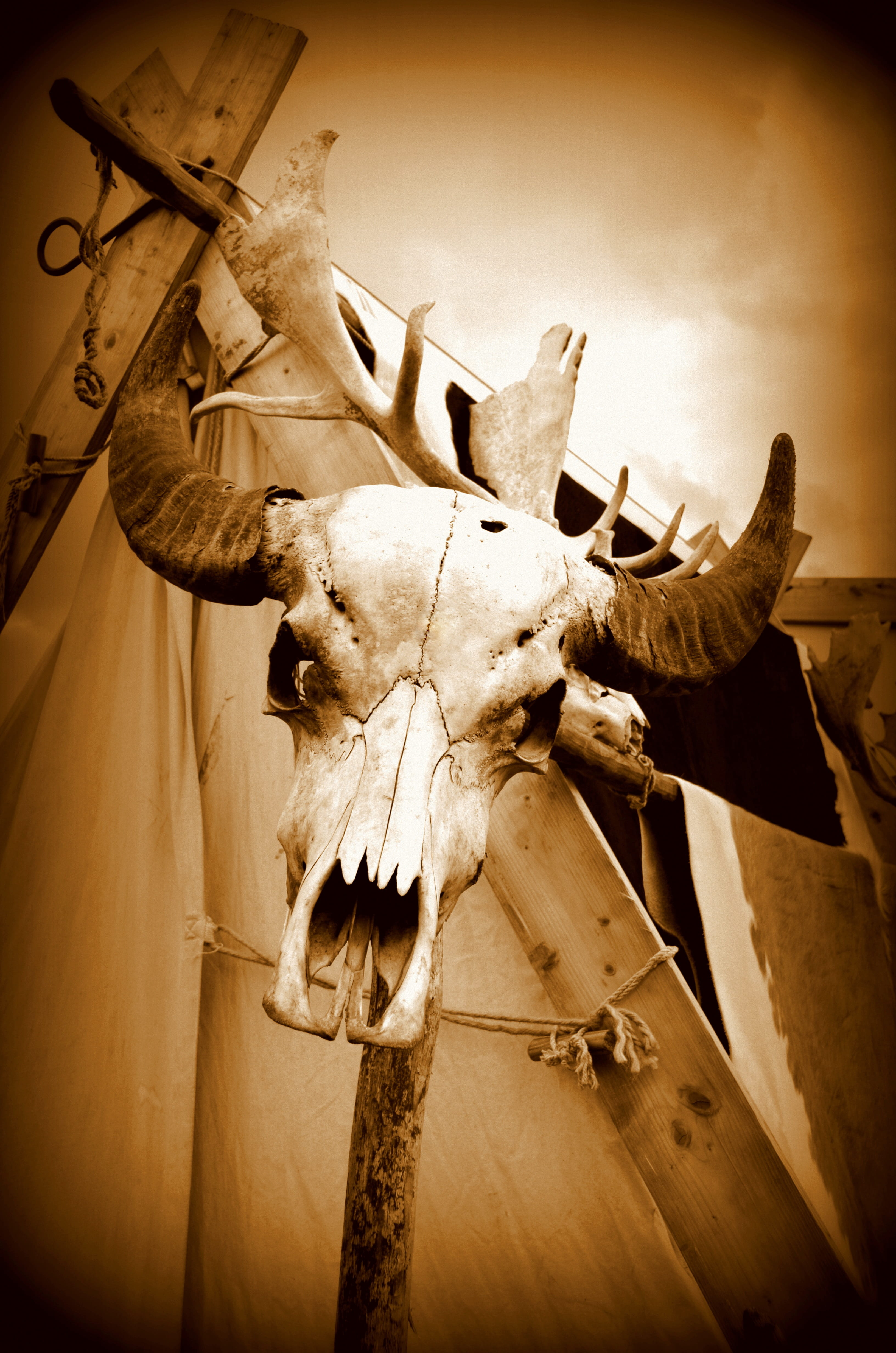 hunting, architecture, taxidermy, antler, body part, horns, indoors, animal, animal wildlife, bone, weird, animal skeleton, wild, horn, buffalo, vignette, Phone HD Wallpaper