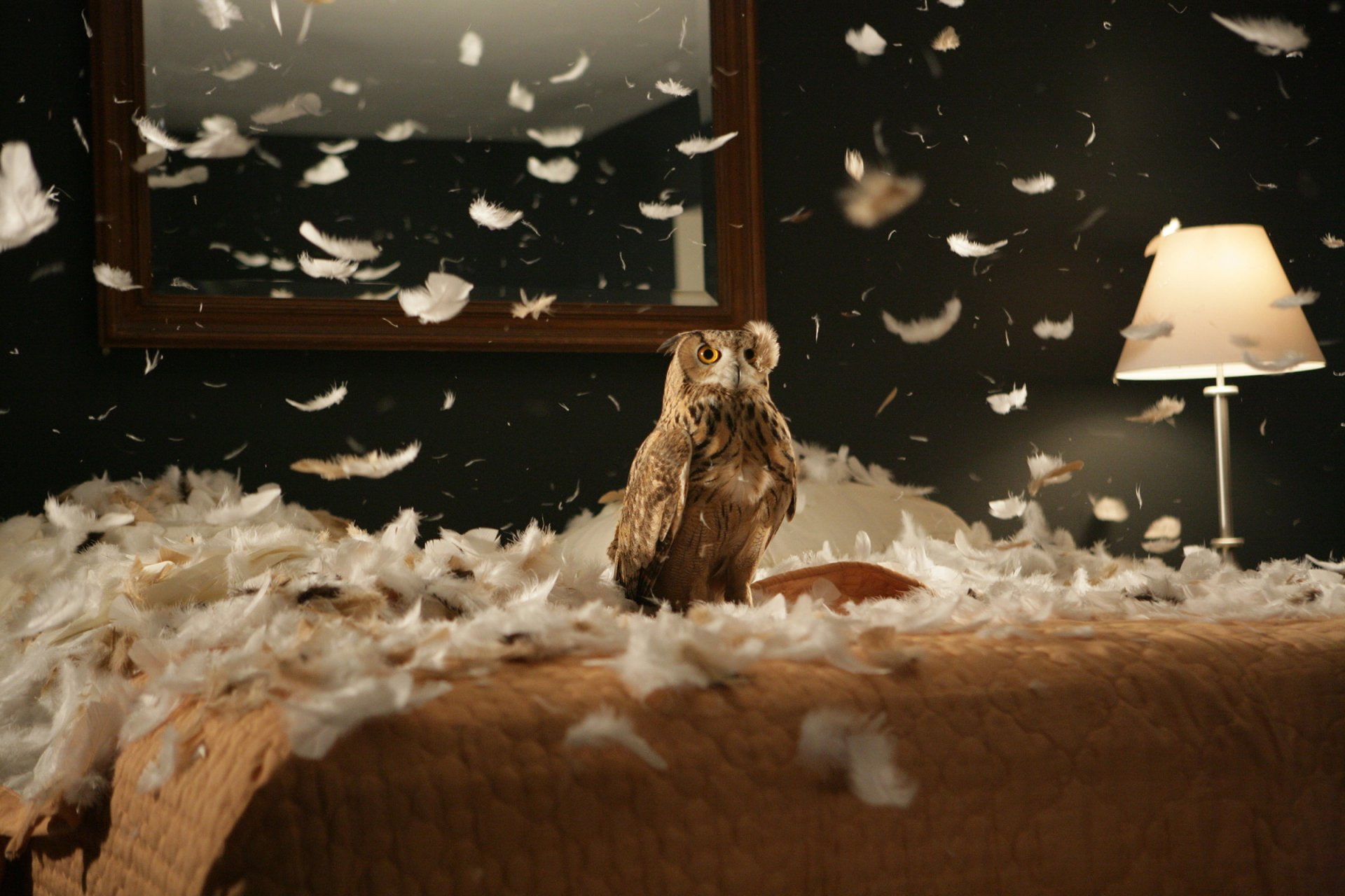 nature, indoors, one animal, home interior, wood - material, Owl, Birds, no people, snow, bird, furniture, animal wildlife, domestic, pets, animals in the wild, HD Wallpaper