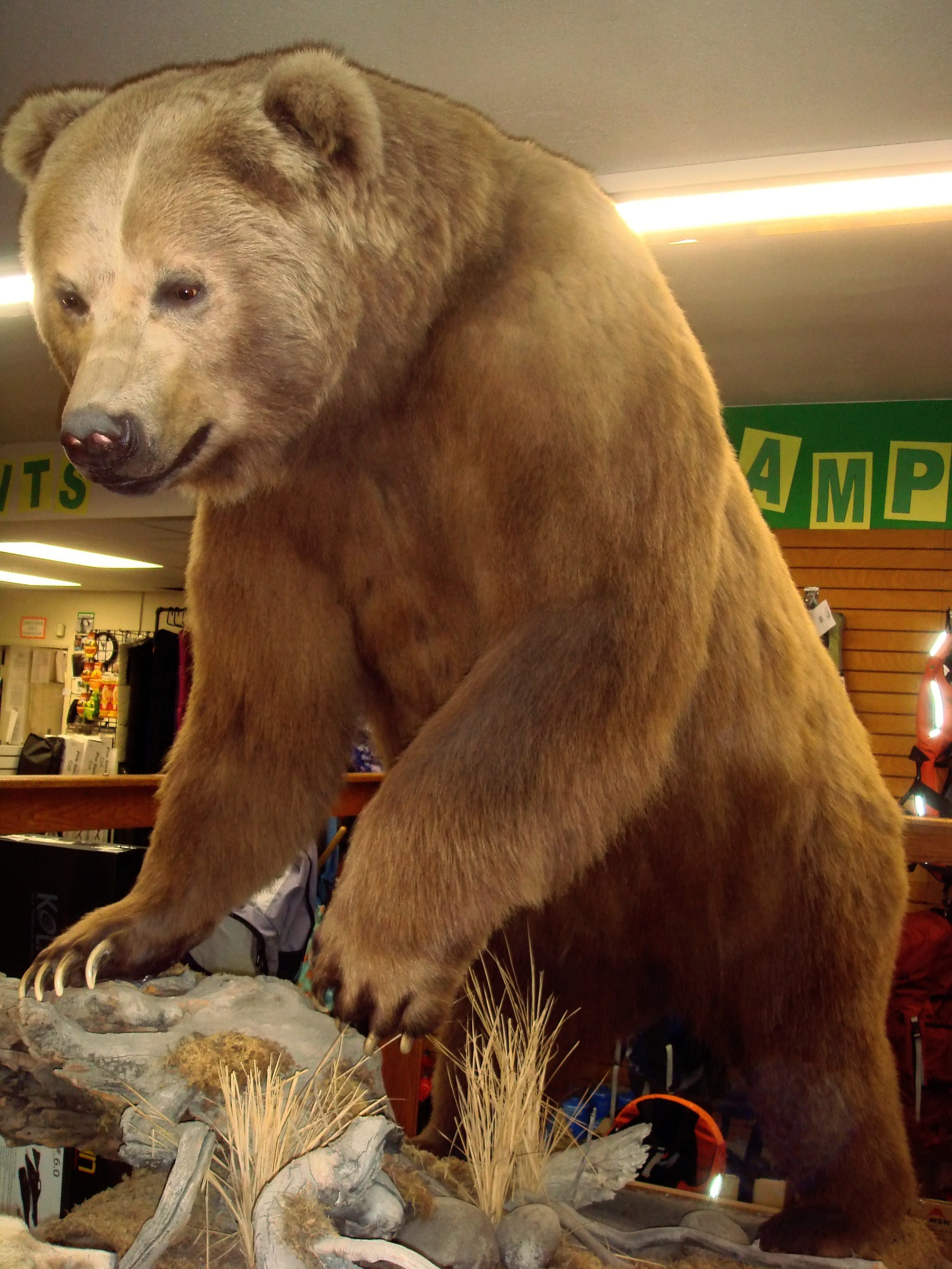 ursus, 2K, middendorffi, Ursus arctos middendorffi, sitting, cute, animals in the wild, mammal, zoo, Preserved, animal body part, animal themes, brown bear, Phone HD Wallpaper