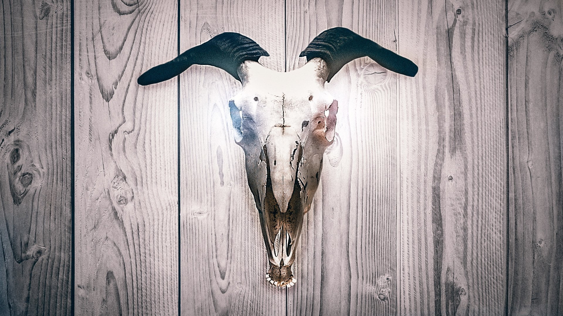 animal themes, Dark, no people, wood - material, hanging, animal body part, Skull, close-up, trophy, taxidermy, Wood, day, indoors, animal, front view, HD Wallpaper