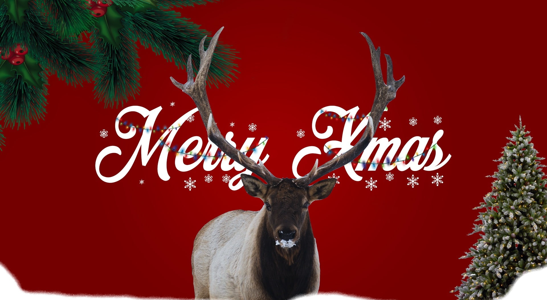 plant, horned, antler, decoration, Holidays, animal head, animal themes, taxidermy, holiday, animal wildlife, christmas ornament, red, no people, Christmas, HD Wallpaper