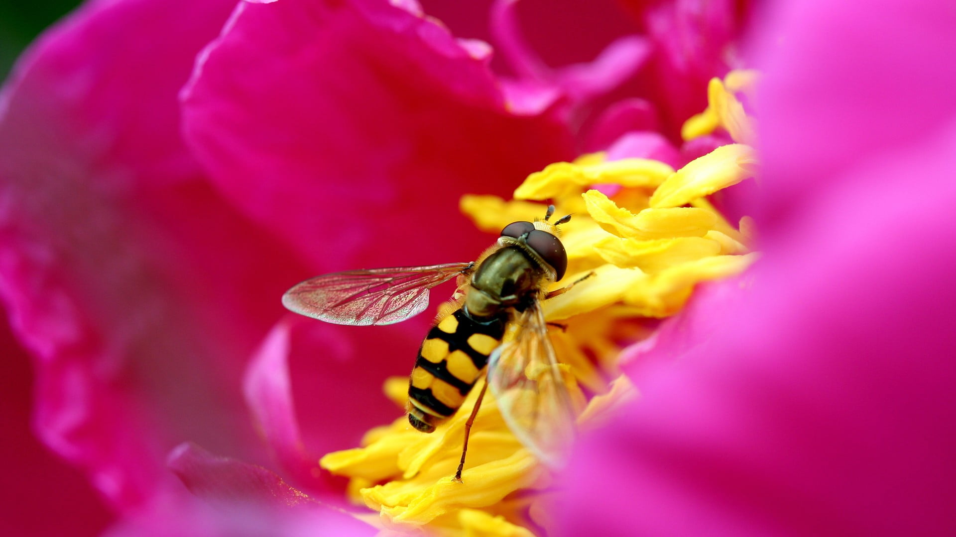 animal wildlife, no people, petal, animal wing, yellow, red, flowers, fragility, one animal, inflorescence, purple, animals in the wild, outdoors, pollination, HD Wallpaper
