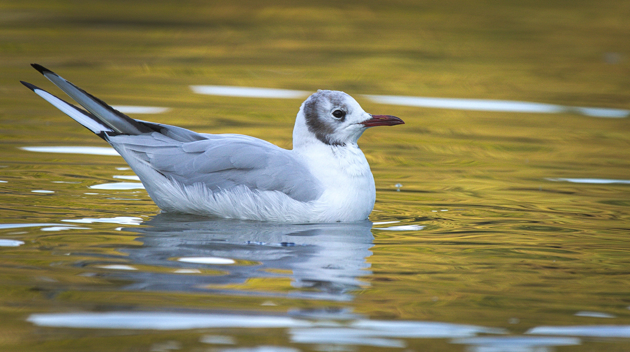 animals In The Wild, beak, Black-headed gull, seagull, kingfisher, white, bird, śmieszka, Larus ridibundus, black, gull, water, nature, body, animal, headed, HD Wallpaper