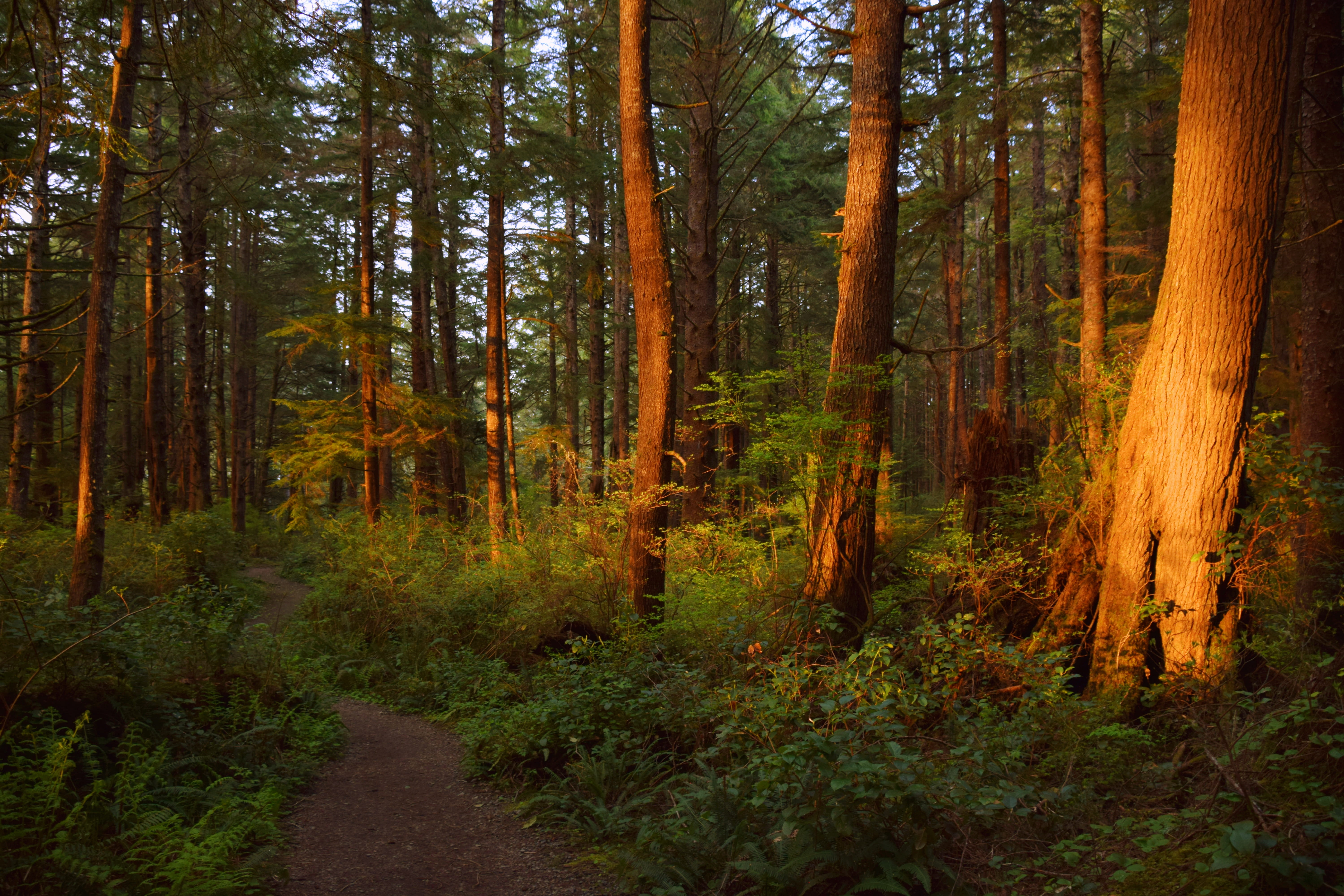 united states, green, tranquil scene, travel, tranquility, day, nature, natural, the way forward, scenics - nature, no people, tree, sun, background, coniferous tree, HD Wallpaper