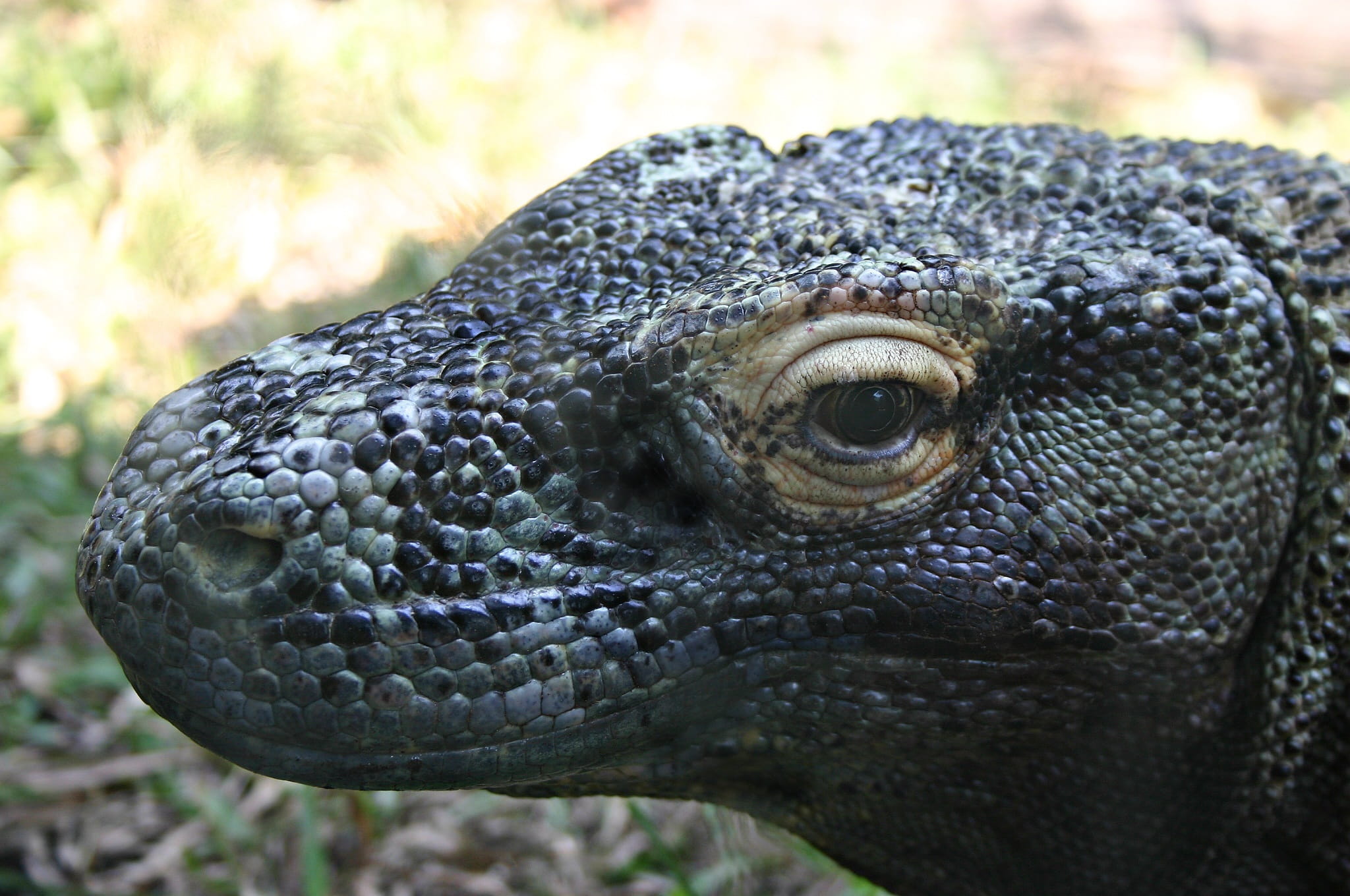 animal eye, animal scale, side view, portrait, eye, Predator, animal, animal themes, focus on foreground, Reptile, close-up, 1080P, Lizard, iguana, Komodo Dragon, HD Wallpaper