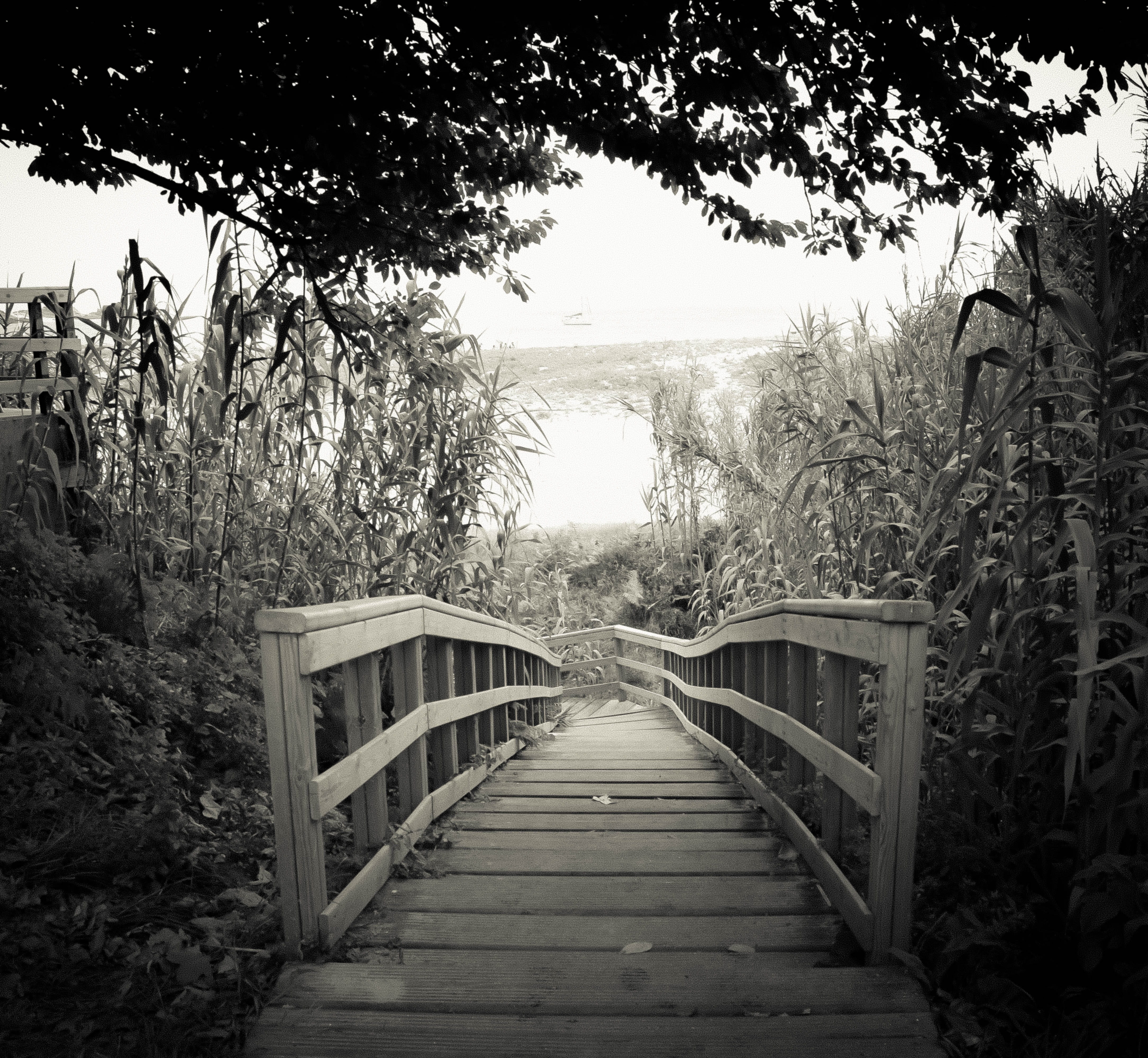 the way forward, tranquility, in black and white, plant, Black And White, fog, Life, forest, footpath, diminishing perspective, beside, challenge, Bridge, HD Wallpaper