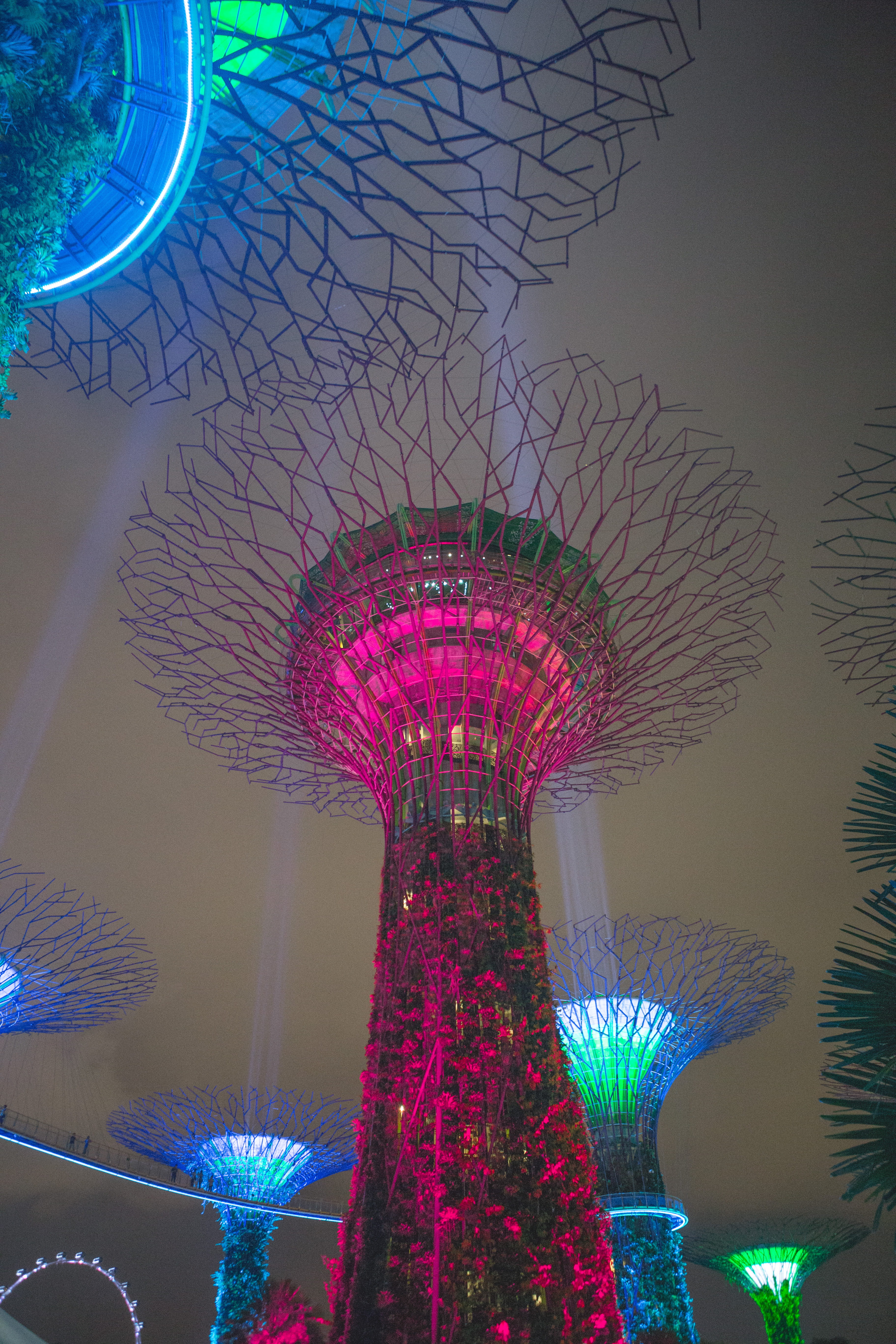 plant, singapore, light - natural phenomenon, luxury, purple, forest, low angle view, indoors, lighting equipment, nature, multi colored, glowing, garden, Phone HD Wallpaper