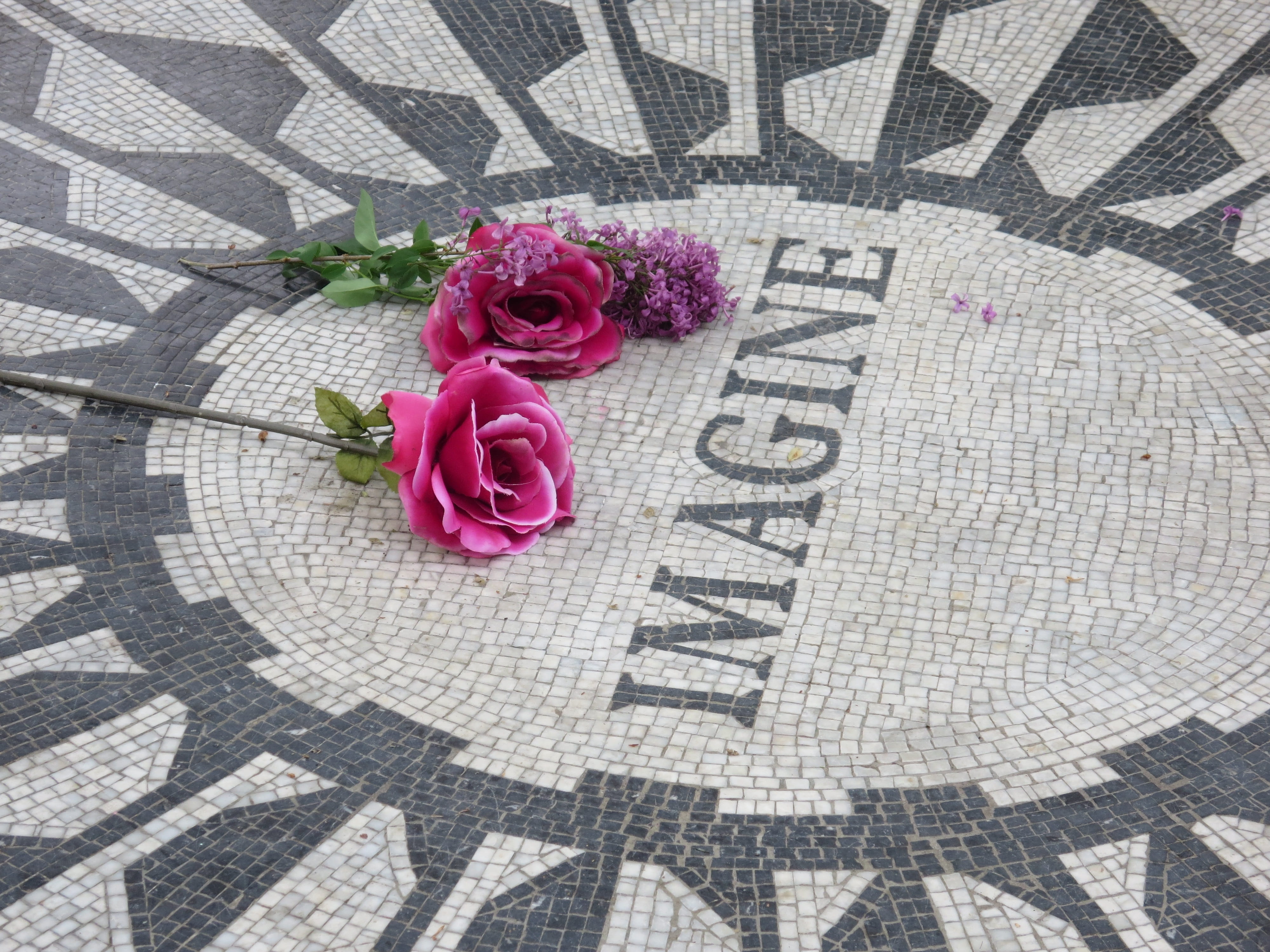 outdoors, beatles, white, rose - flower, nyc, 4K, beauty in nature, memorial, strawberry fields, central, flower, john lennon, pink color, day, surface, HD Wallpaper