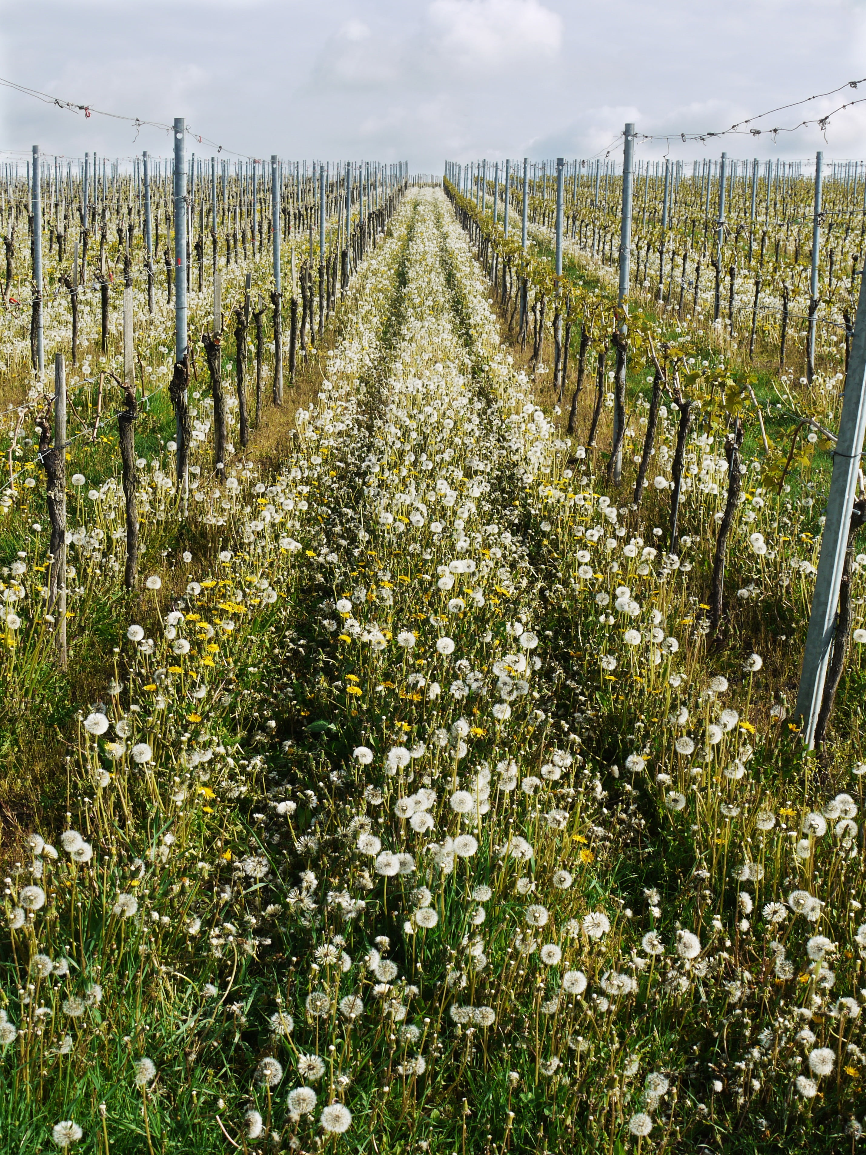dandelions, crop, wine, swiss francs, flower, series, region, white, agriculture, winemaking, in a row, farm, vineyard, spring, upward, tranquil scene, Phone HD Wallpaper