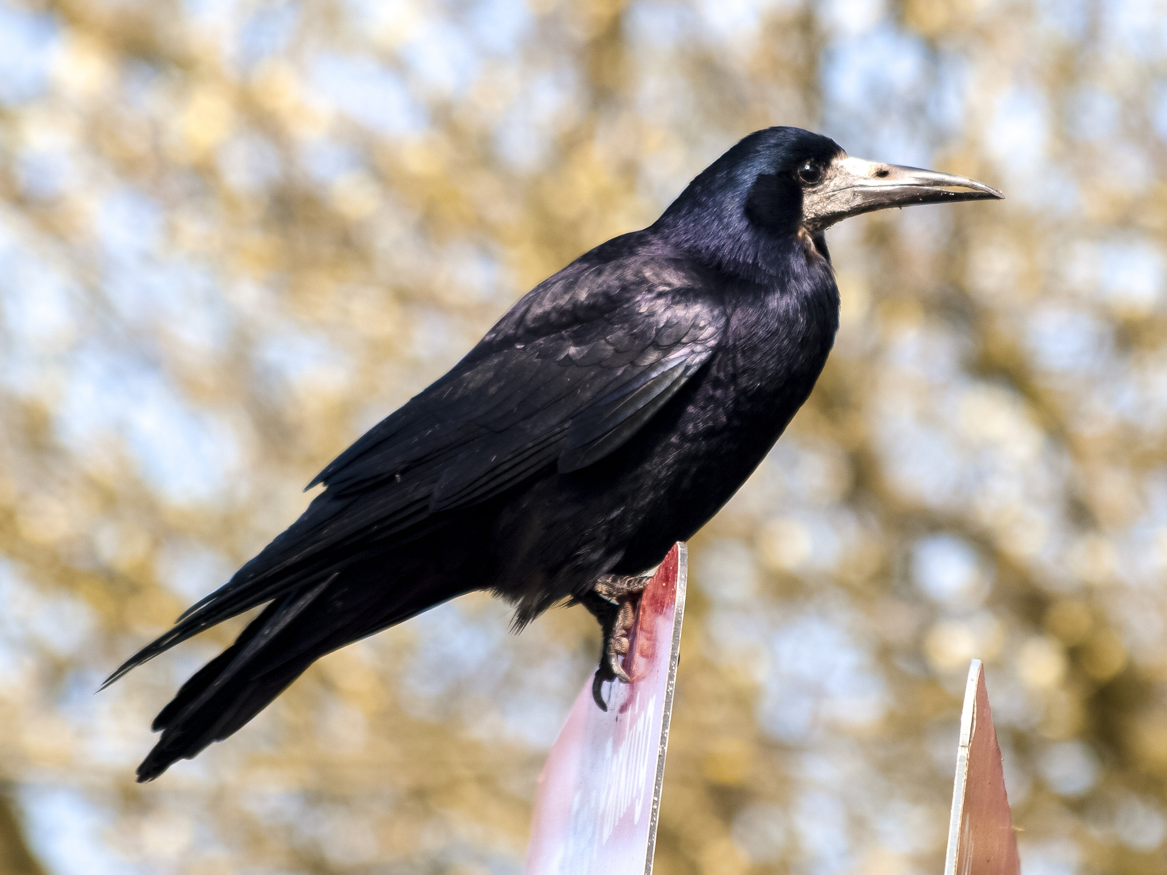 raven bird, wildlife, one animal, tree, vertebrate, animals In The Wild, branch, black color, perching, outdoors, close-up, nature, animal wildlife, animal, HD Wallpaper