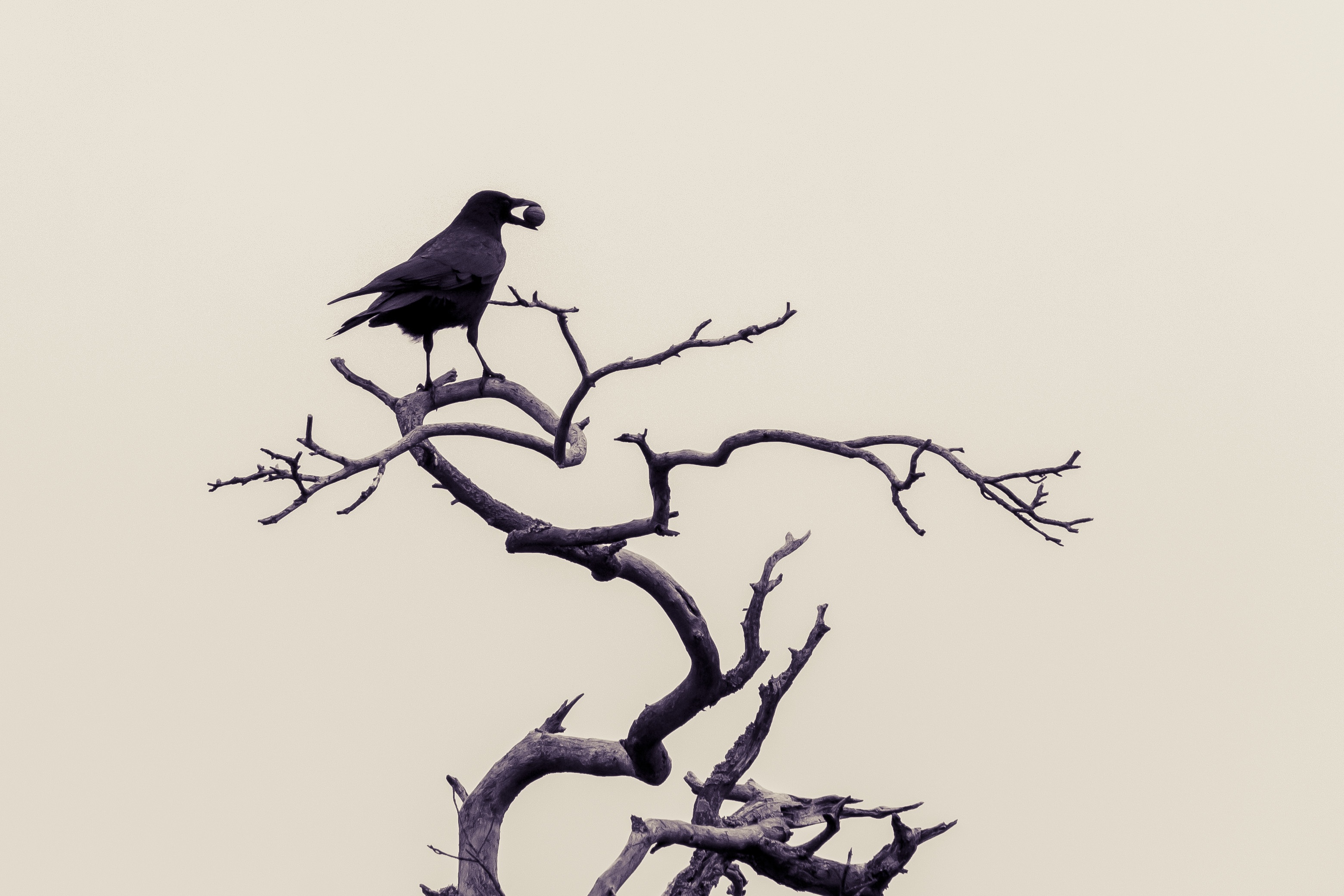 birds, perching, black and white, raven bird, corvidae, winter, silhouette, tree, animal, bare tree, twig, plant, clear sky, nature, harbinger, low angle view, HD Wallpaper