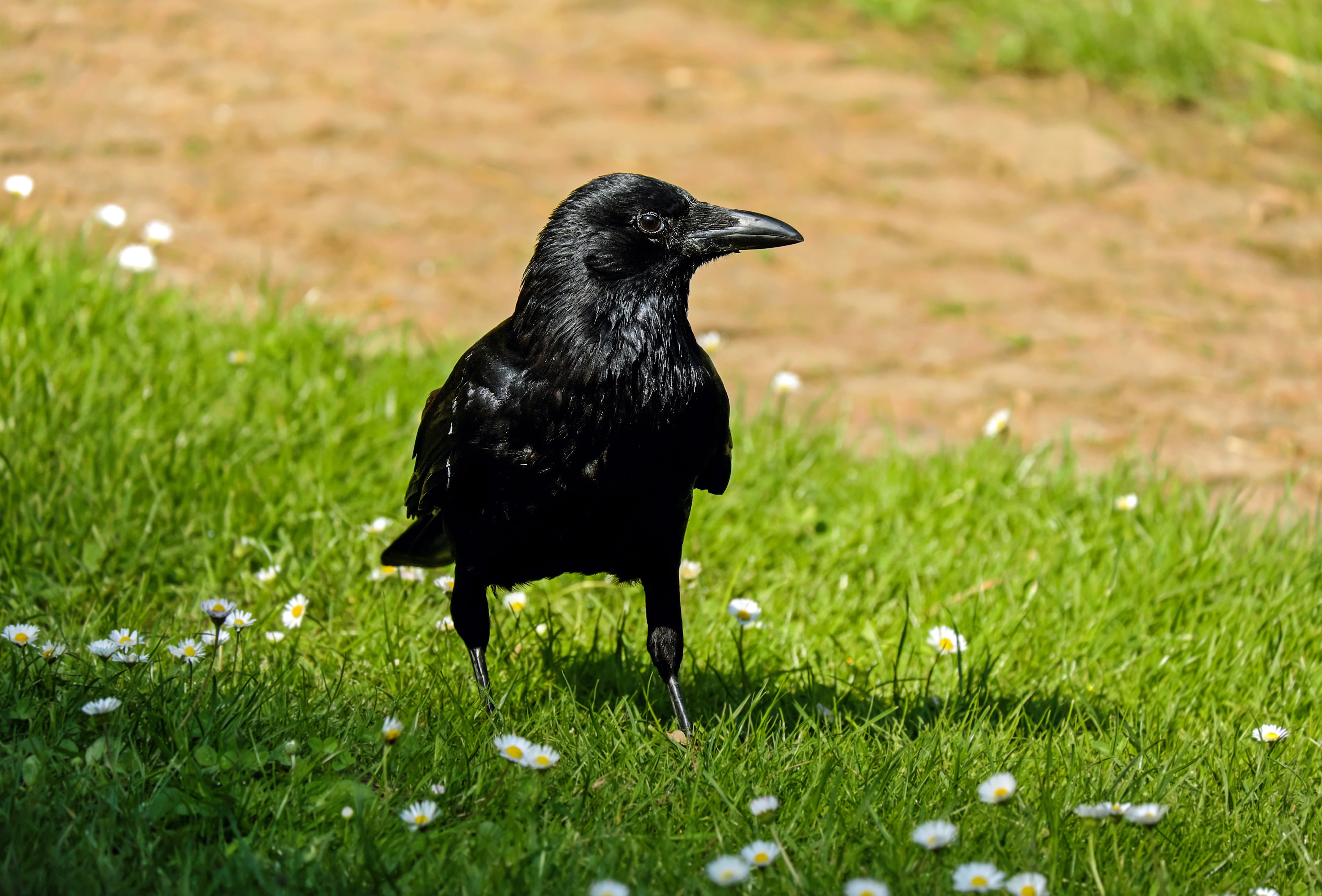 day, glazed includes, black color, animal world, animal themes, raven bird, vertebrate, black, young, grass, sunbeam, feather, no people, animal wildlife, HD Wallpaper