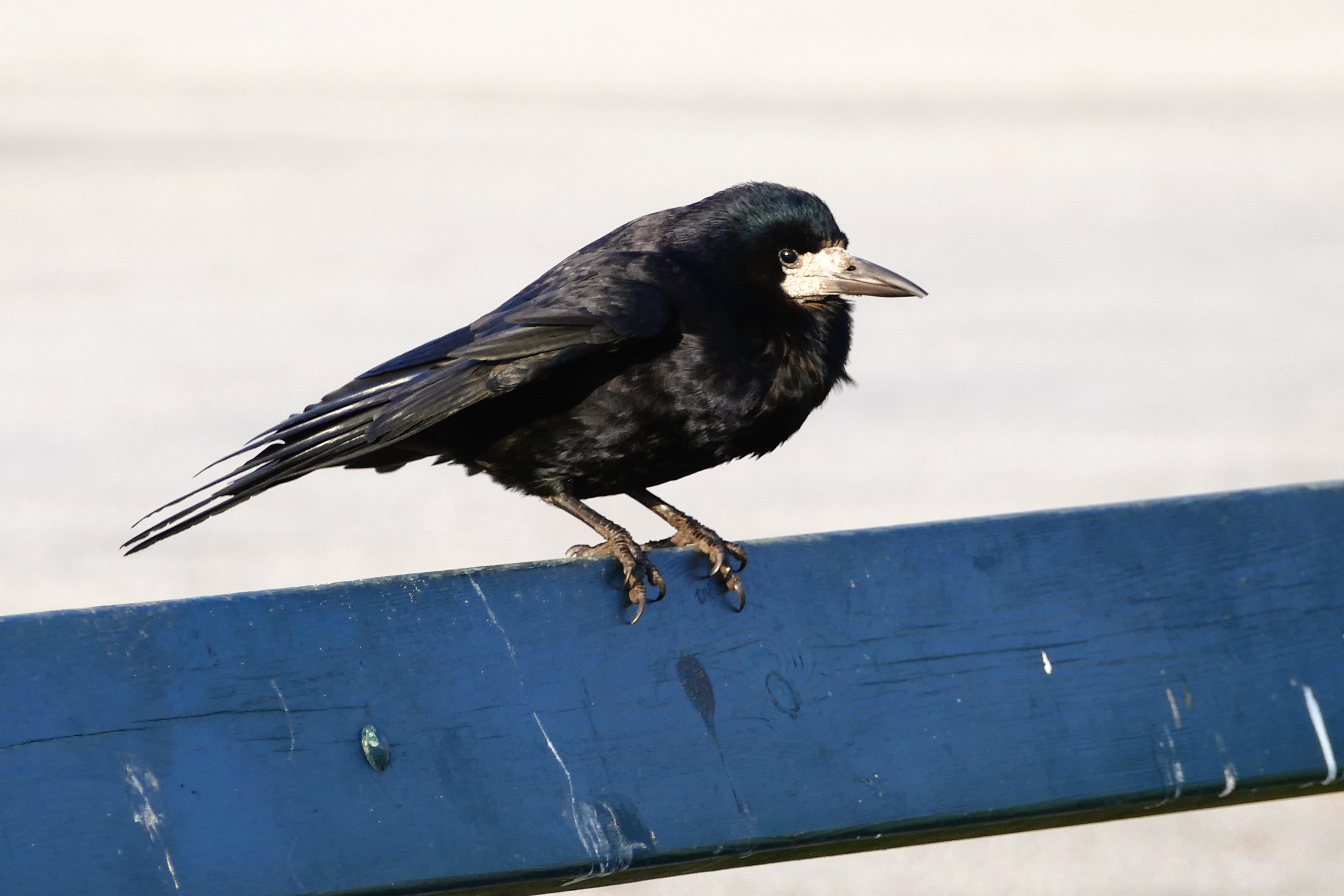 vertebrate, Bird, no people, springtime, Nature, portrait, focus on foreground, raven - bird, beak, wood - material, animals in the wild, Wild, plumage, HD Wallpaper