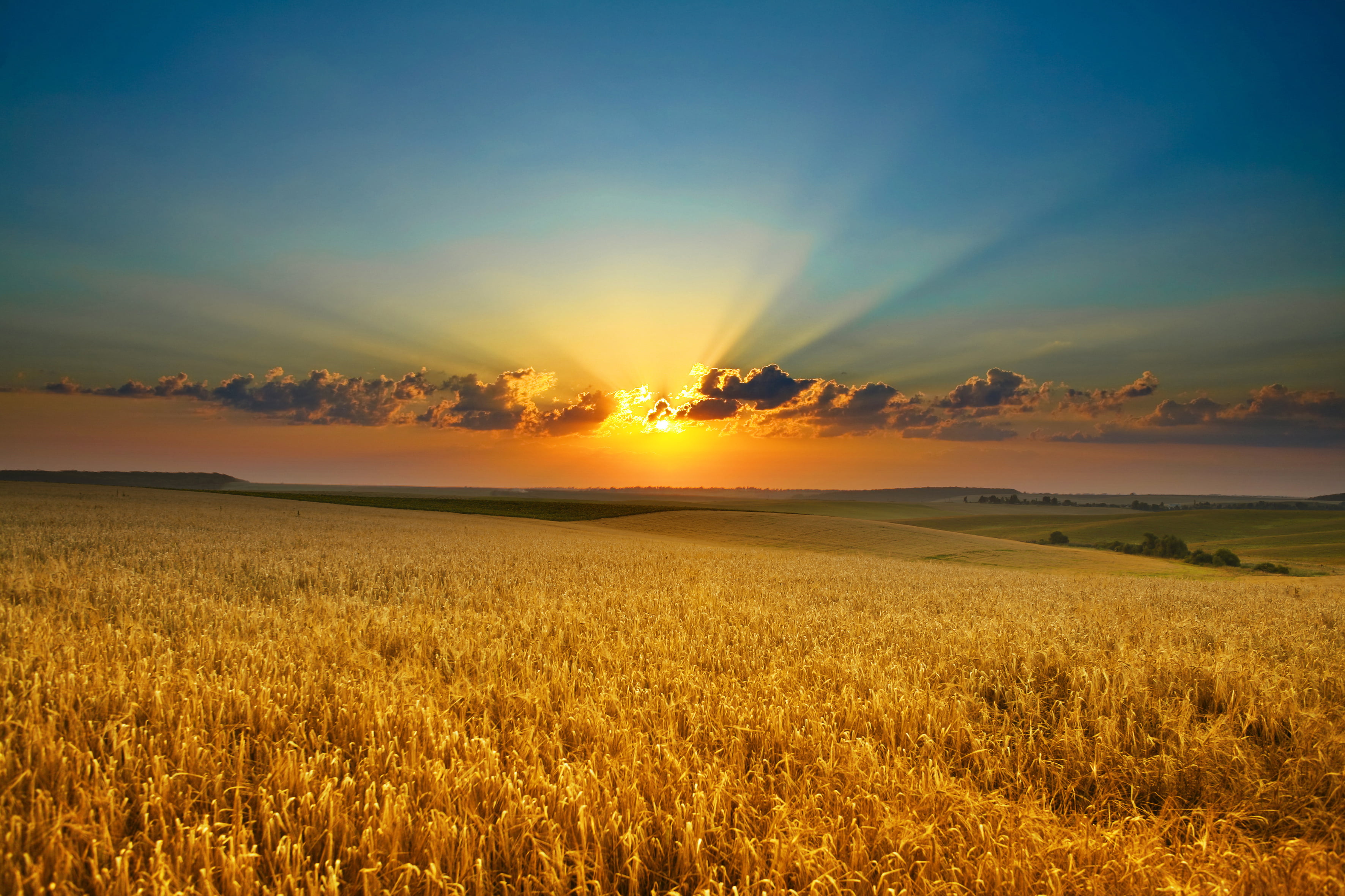 outdoors, environment, plant, sunlight, orange Color, beauty In Nature, sunrise - Dawn, backgrounds, dawn, blue, idyllic, tranquil Scene, cloud - Sky, gold Colored, HD Wallpaper