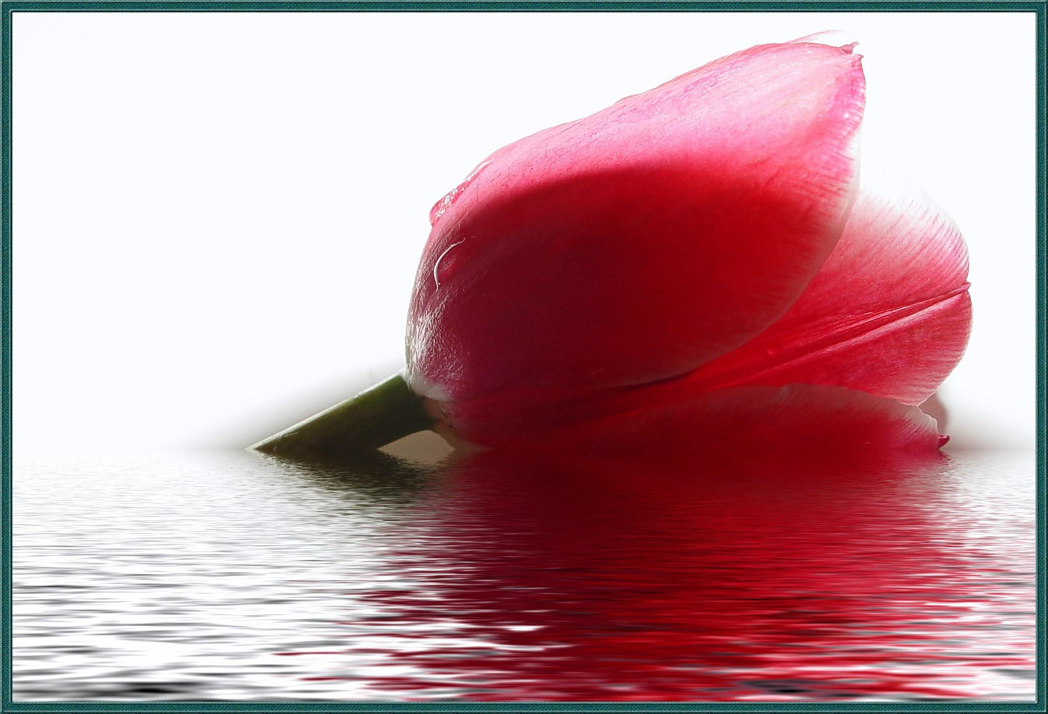 3d and abstract, adrift, tulip, floating, water, 1080P, HD Wallpaper