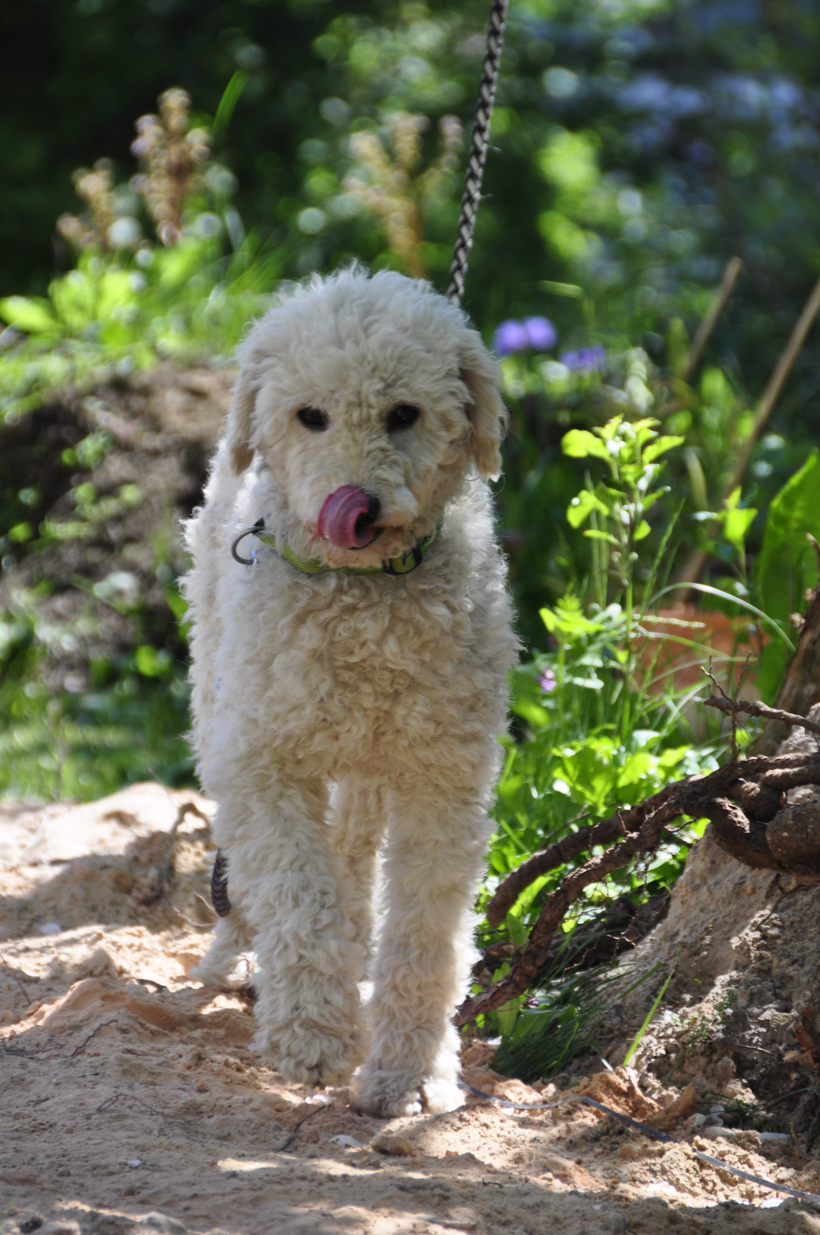 one animal, land, animal themes, friends, no people, domestic animals, nature, looking at camera, domestic, male, hybrid, dogs, plant, mouth open, pets, Phone HD Wallpaper