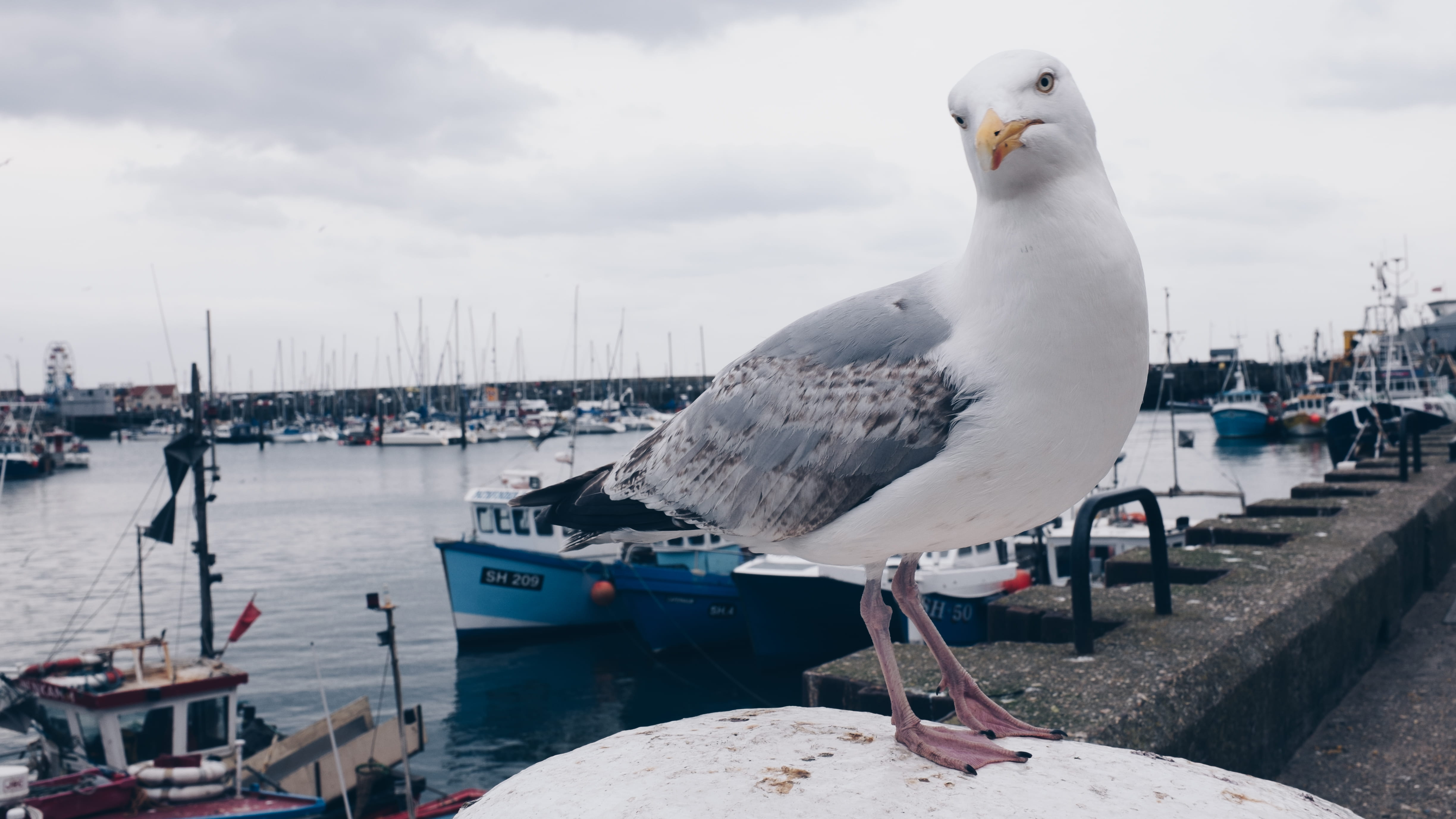 sea bird, looking, white, watercraft, outdoors, water, bird, architecture, city, transportation system, no people, nautical vessel, pier, harbor, winter, HD Wallpaper
