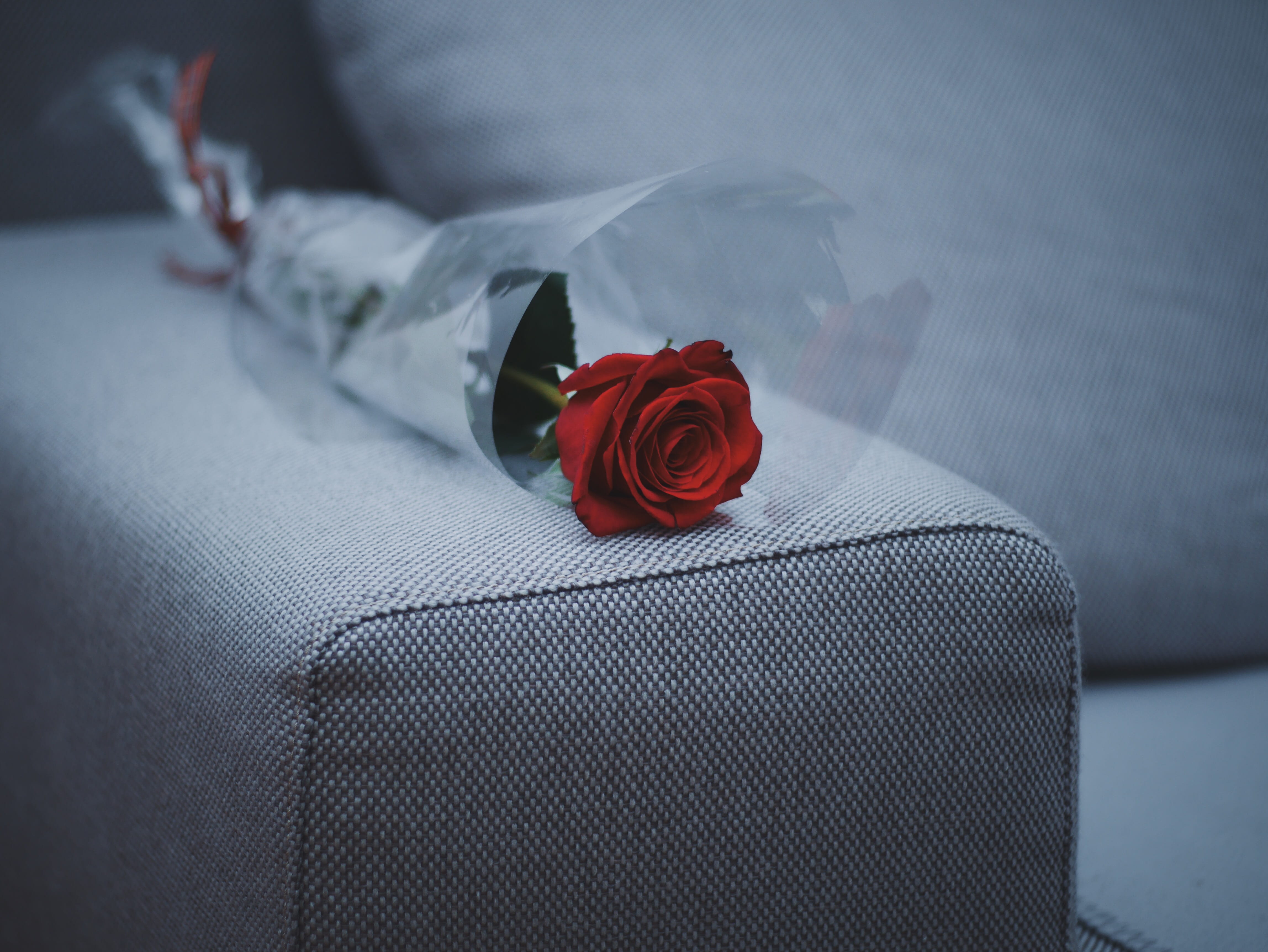 flowering plant, no people, rose, romance, gray, 4K, grey, red, couch, bouquet, wedding, nature, positive emotion, close-up, flower arrangement, beauty in nature, HD Wallpaper