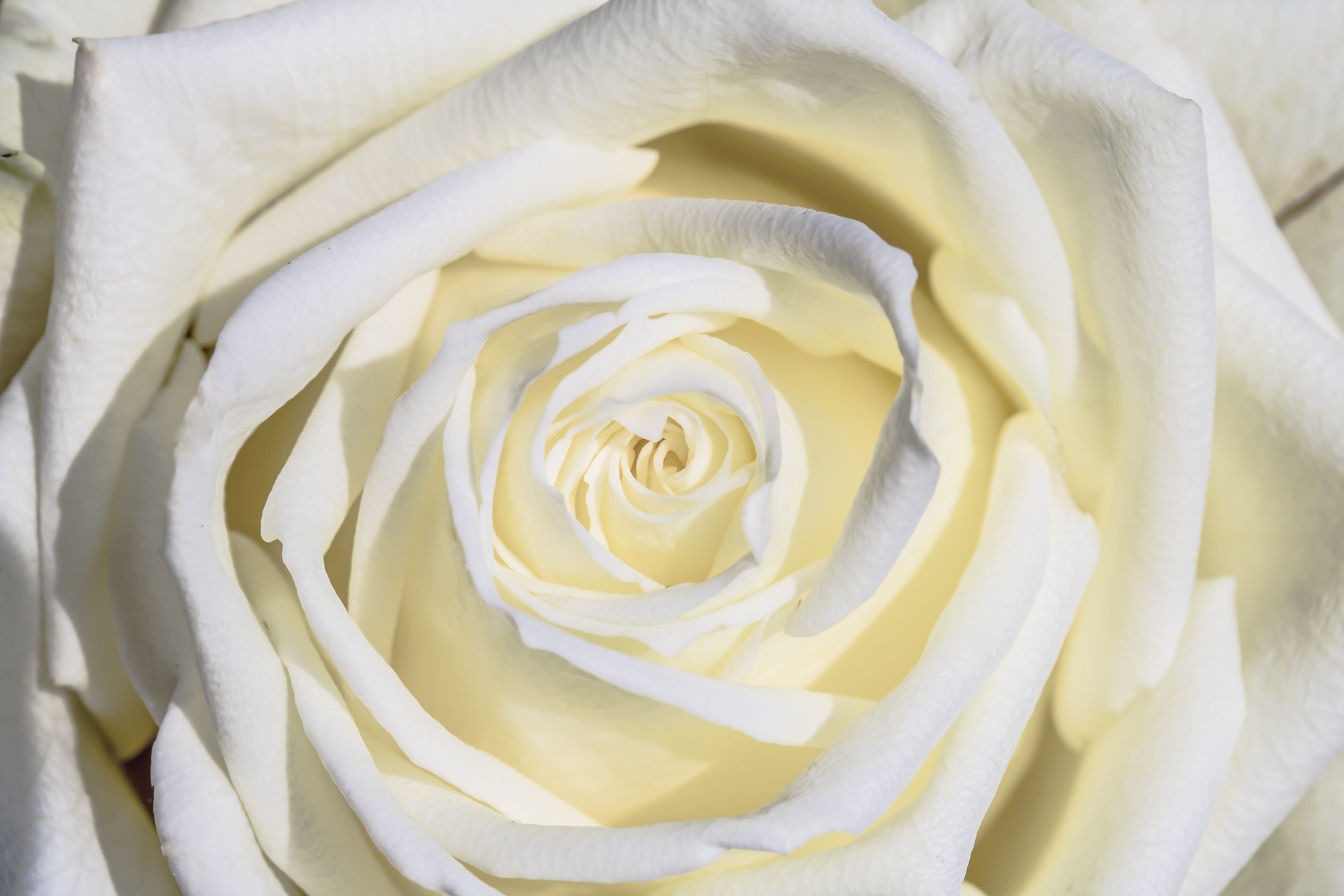 full frame, close, white, romantic, atmosphere, gift, flower arrangement, nature, purity, fragility, inflorescence, white blossom, love, flower head, rose bloom, HD Wallpaper