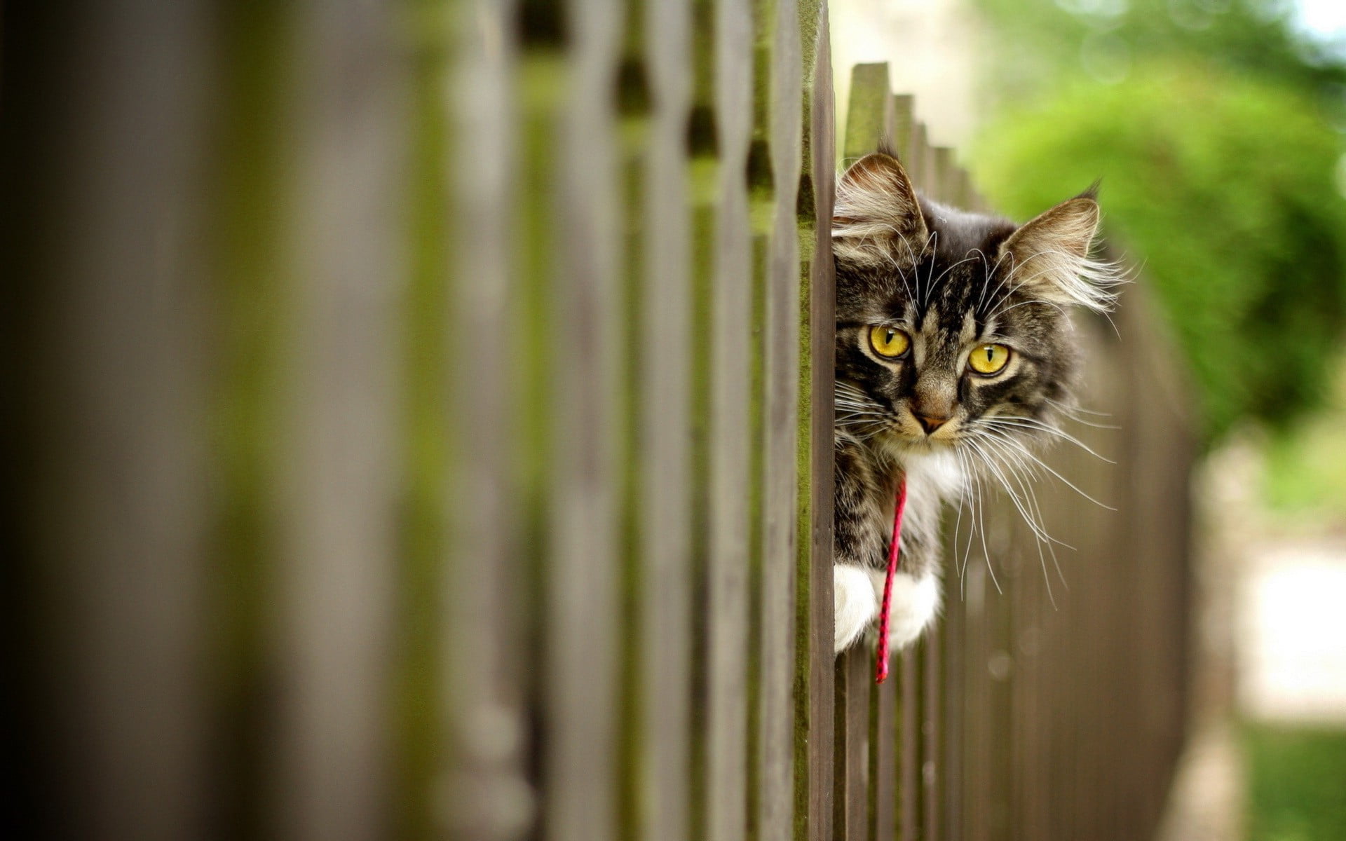 whisker, long, barrier, portrait, one animal, animal head, pets, vertebrate, brown, animal, feline, boundary, no people, mammal, looking at camera, 1080P, HD Wallpaper