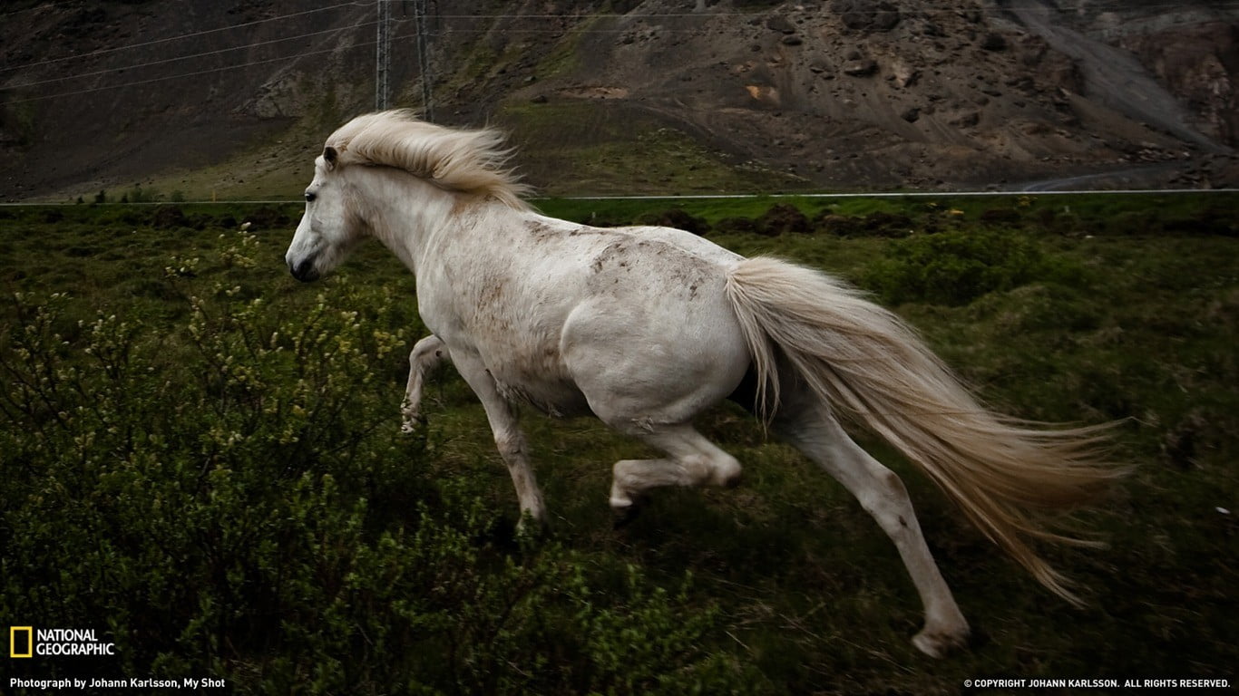 standing, animal themes, domestic animals, land, pets, pony, screengrab, field, landscape, mammal, animals, plant, herbivorous, one animal, animal, horse, HD Wallpaper