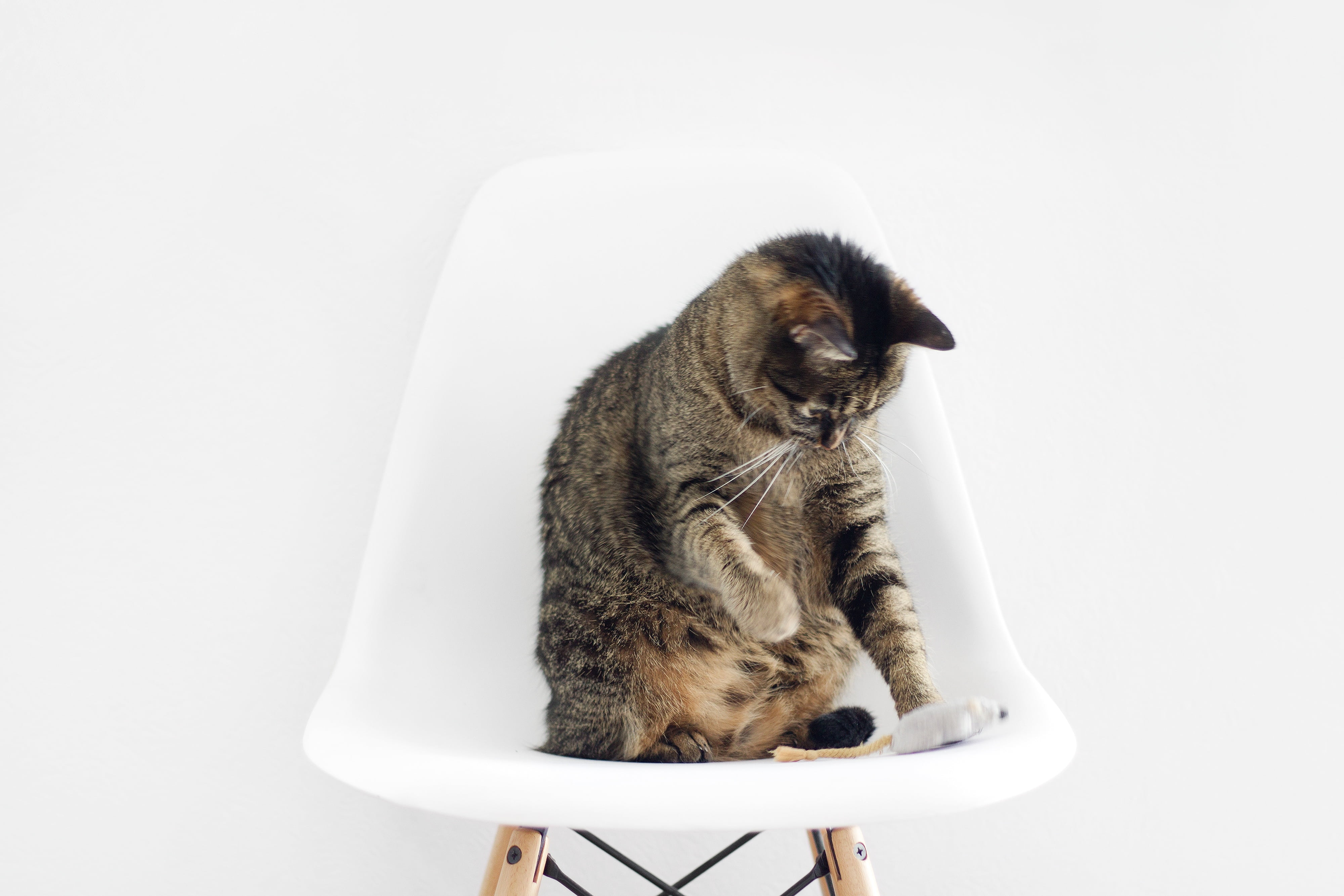 white, cute, full length, domestic, sitting, studio shot, eyes, tabby, cat, white background, small, feline, mammal, indoors, chair, animal themes, silver, HD Wallpaper