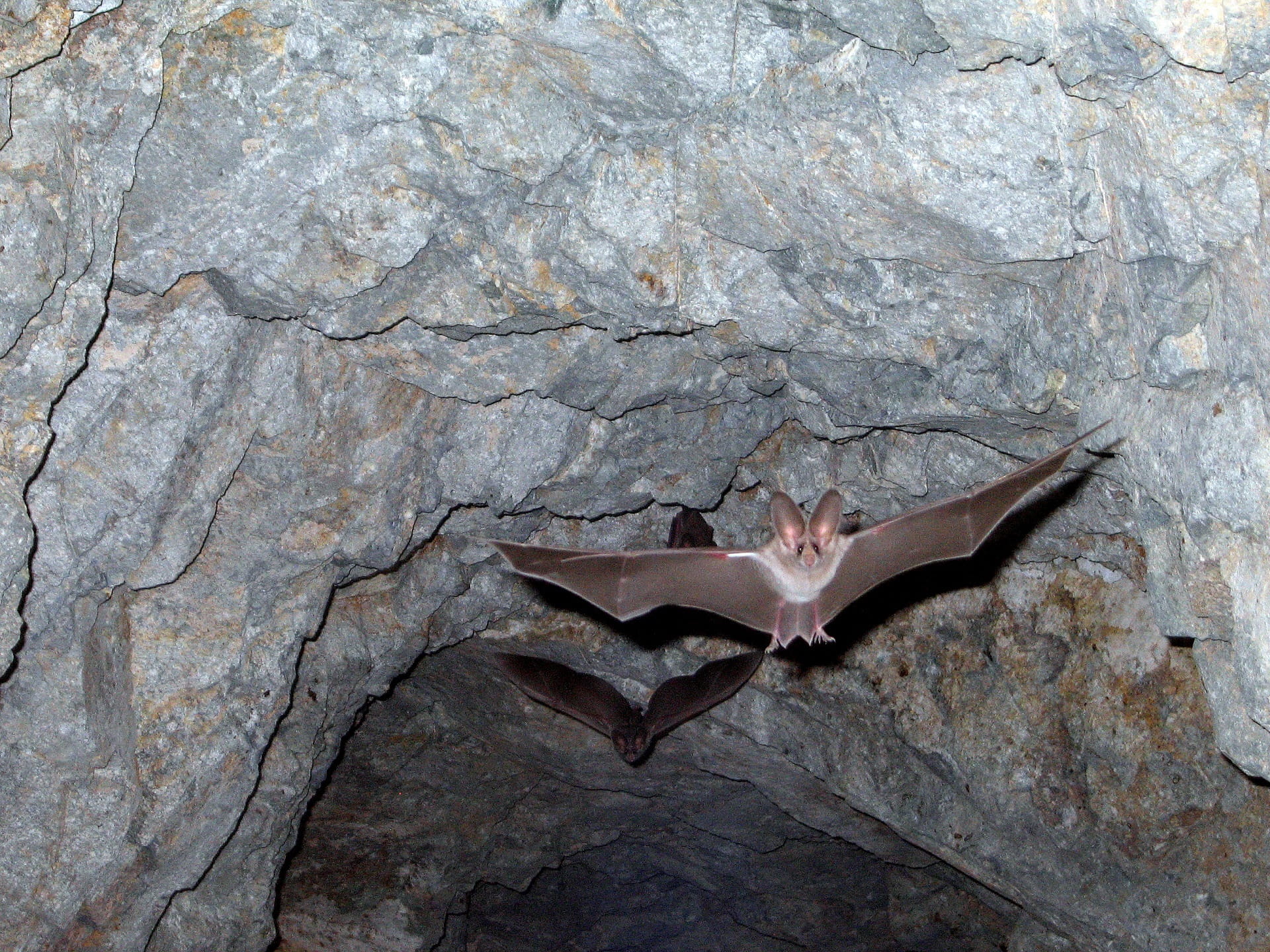 wall - building feature, outdoors, solid, brown, black, textured, natural pattern, rough, close-up, wildlife, bat, flying, mammal, black bat, rocks, animal wildlife, HD Wallpaper