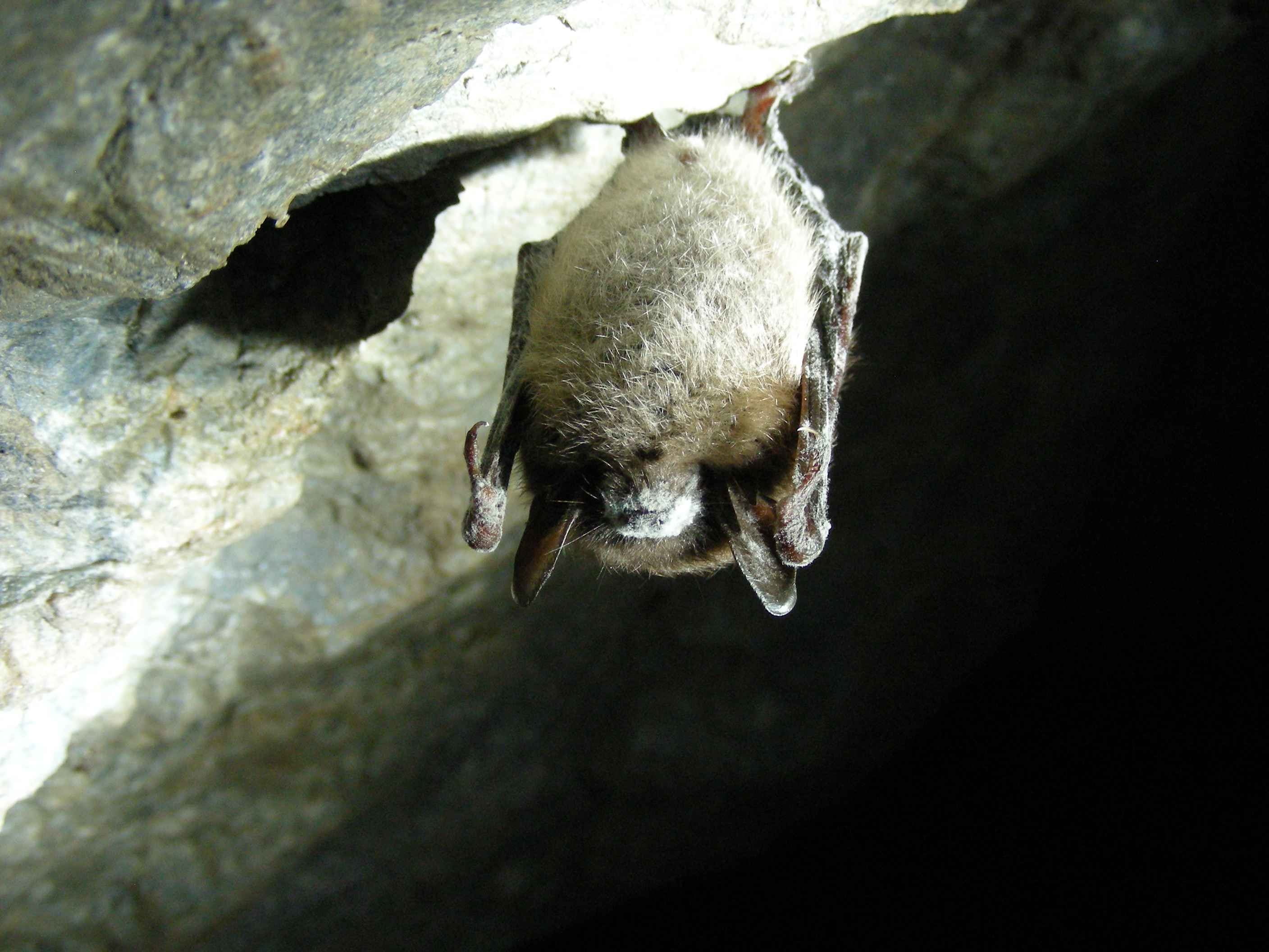 brown, animal body part, 2K, animal themes, rock, no people, animal head, rodent, domestic animals, day, focus on foreground, animals, bats, little, outdoors, HD Wallpaper