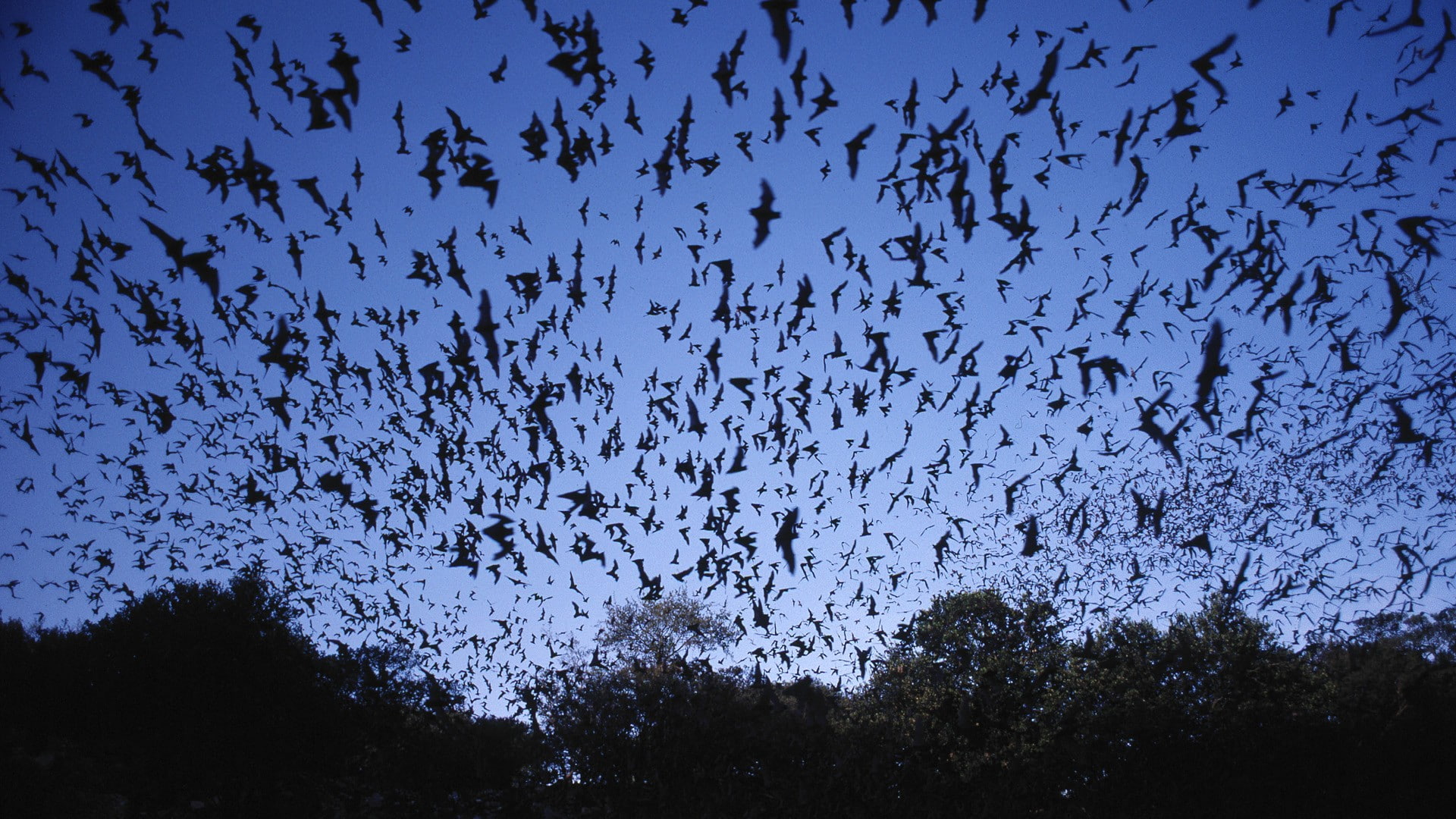 texas, freedom, 1080P, caves, bats, mexican, HD Wallpaper